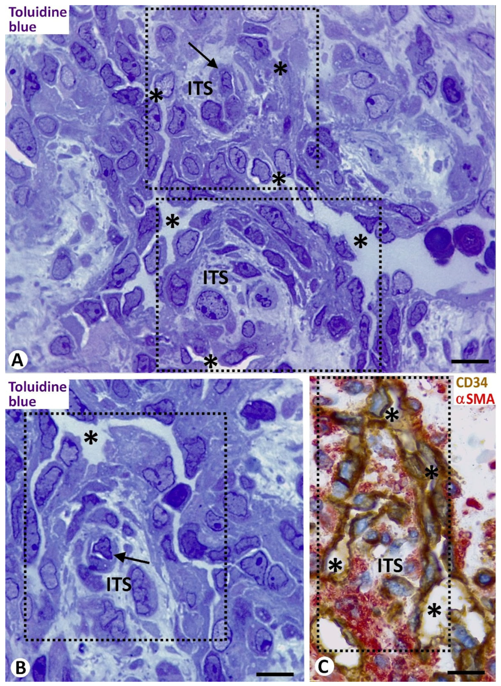 Biomedicines 12 00258 g009 Biomedicines 12 00258 g009