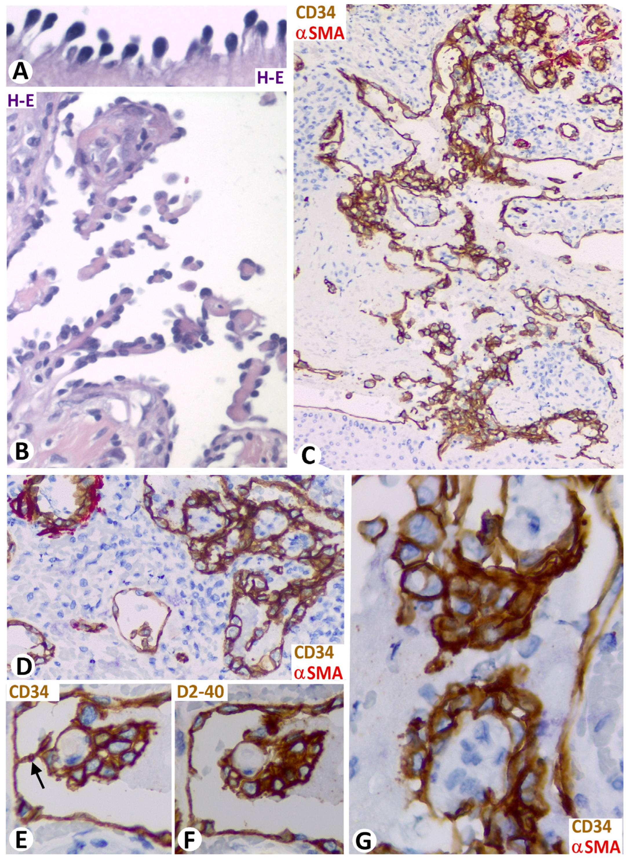 Biomedicines 12 00258 g010 Biomedicines 12 00258 g010