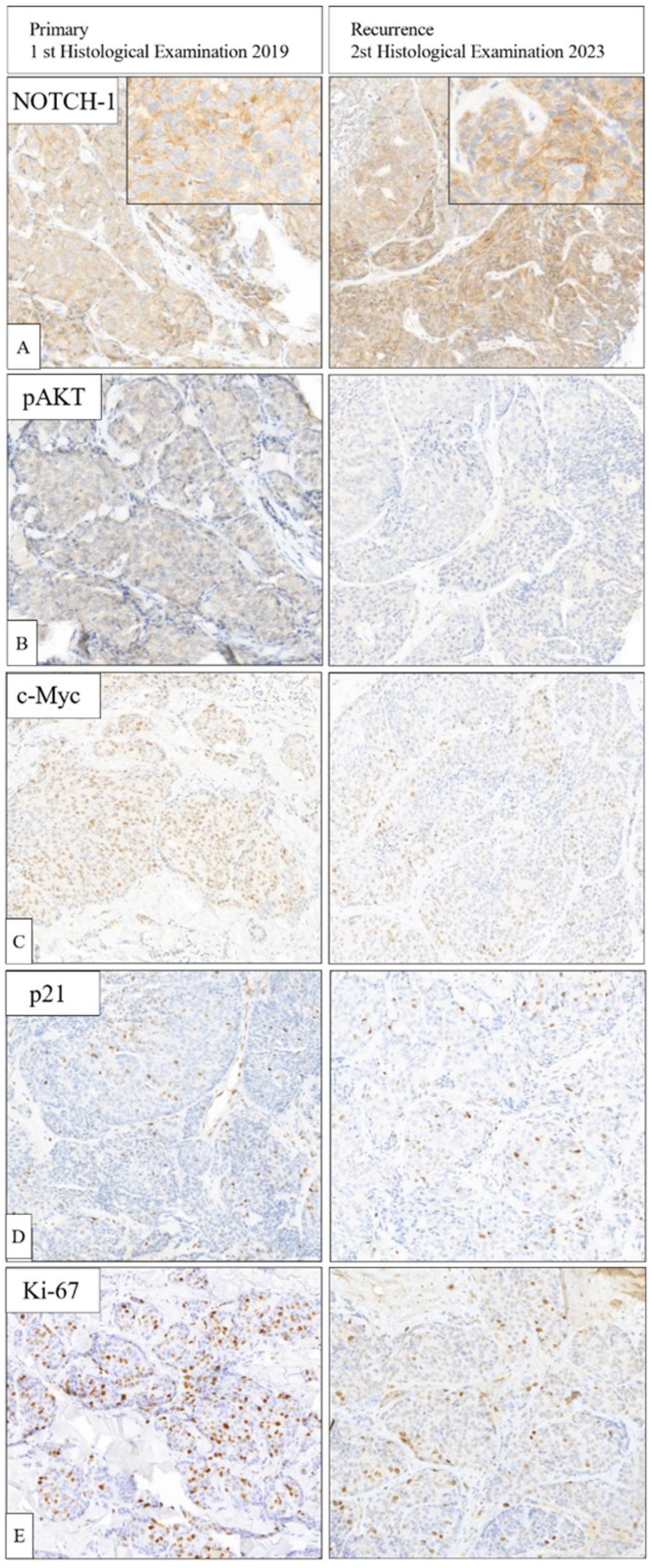 Biomedicines 12 00272 g004