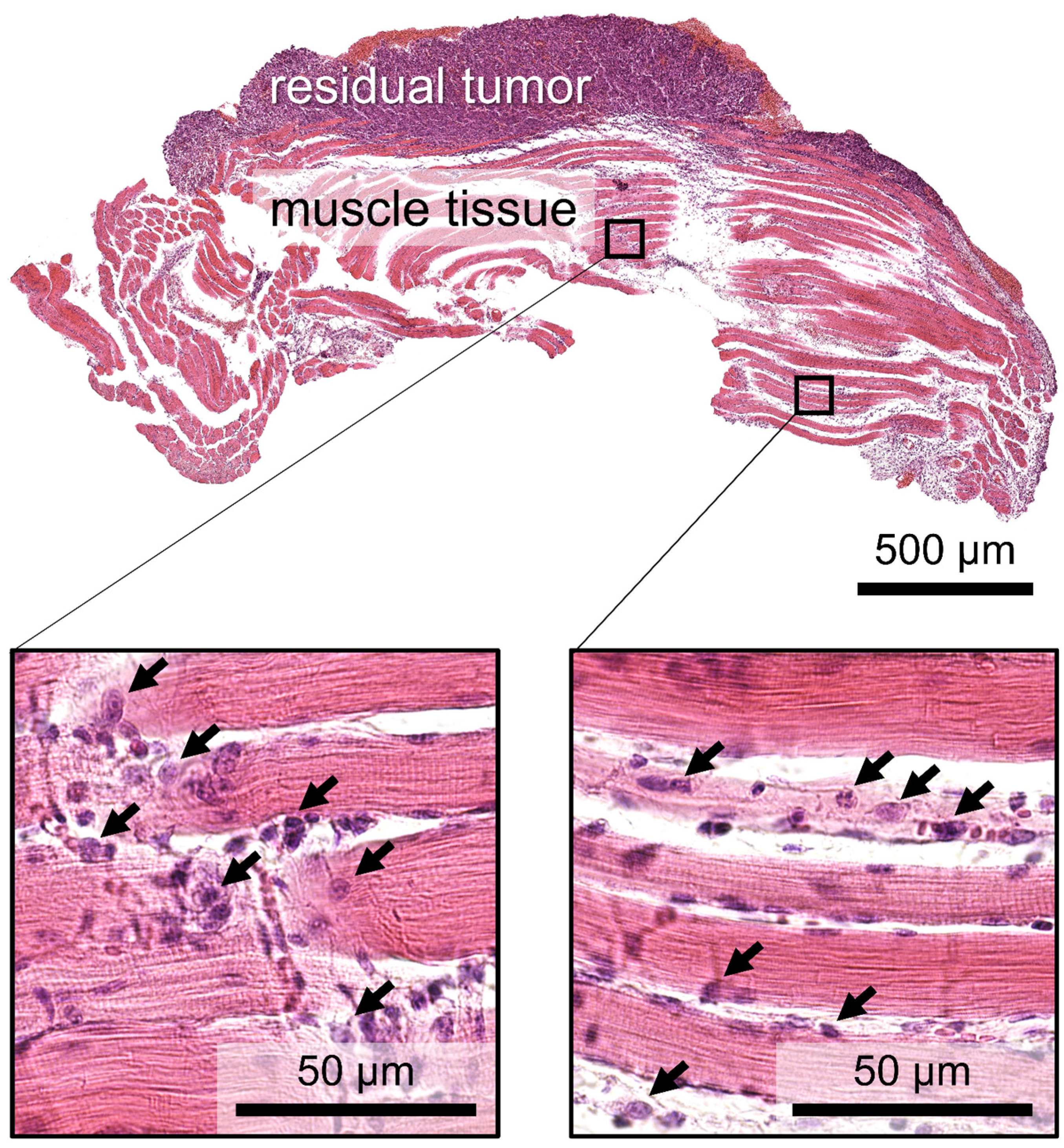 Biomedicines 12 00291 g001 Biomedicines 12 00291 g001