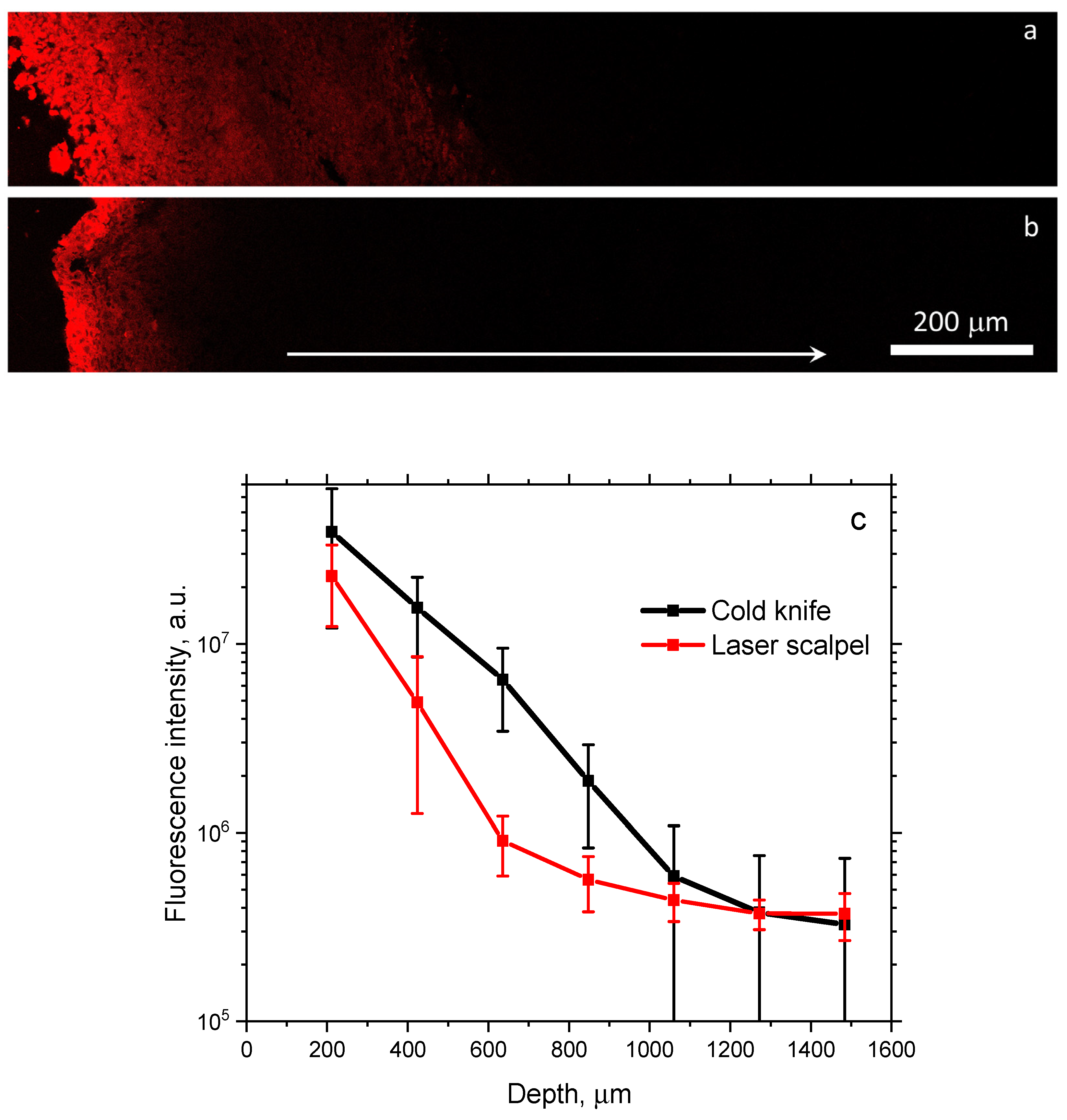 Biomedicines 12 00291 g002 Biomedicines 12 00291 g002