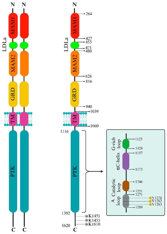 Biomedicines | Free Full-Text | Unraveling the Potential of ALK 