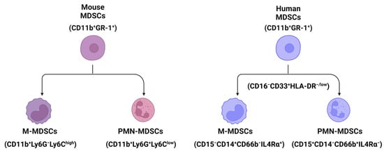 Biomedicines | Free Full-Text | The Roles of Myeloid-Derived