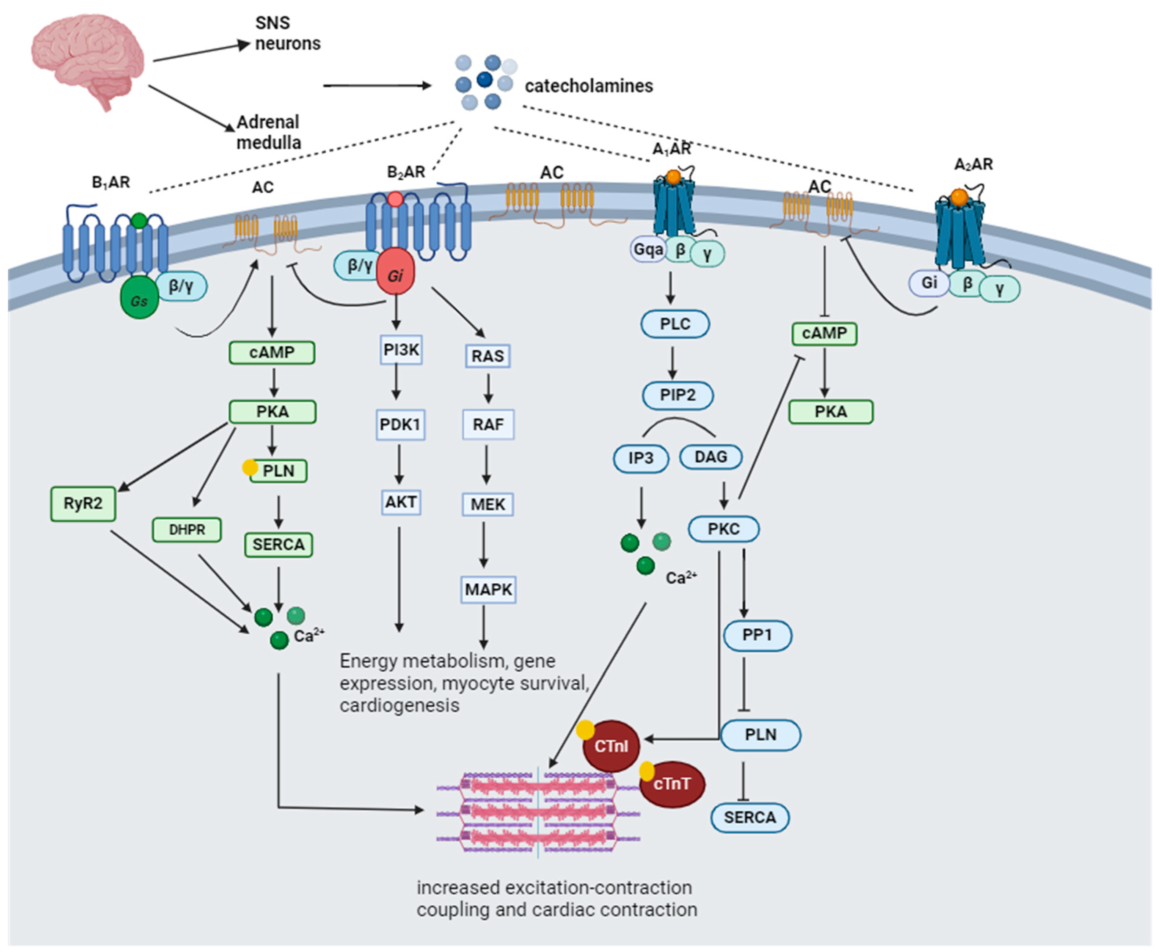 Biomedicines 12 00314 g002 Biomedicines 12 00314 g002