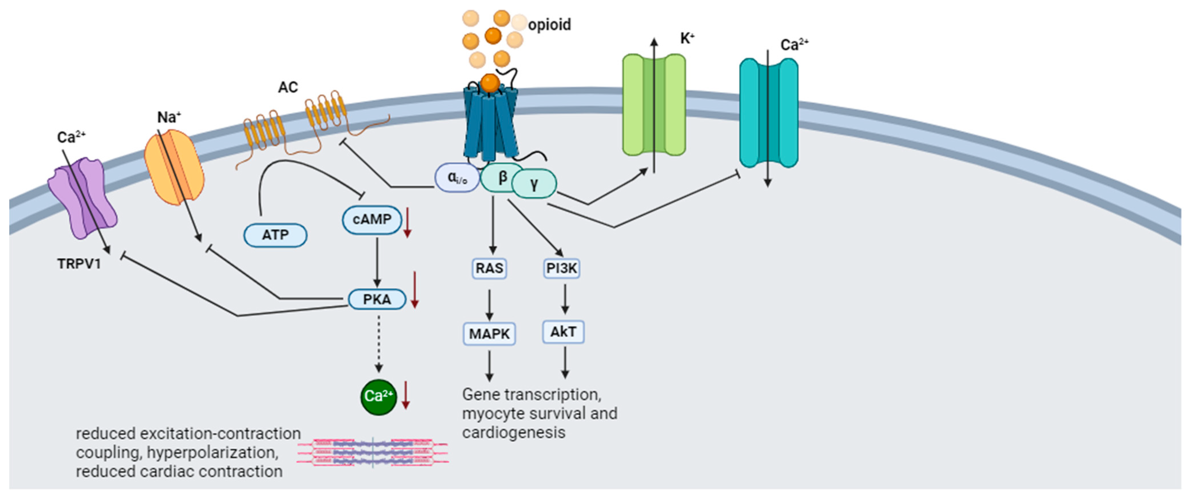 Biomedicines 12 00314 g003 Biomedicines 12 00314 g003
