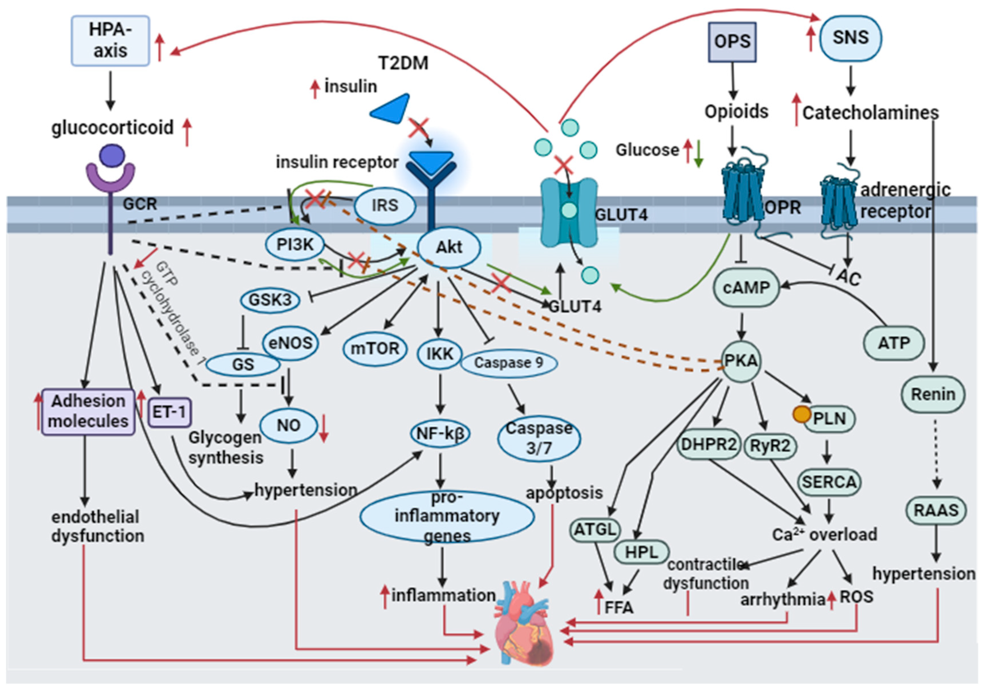 Biomedicines 12 00314 g005 Biomedicines 12 00314 g005