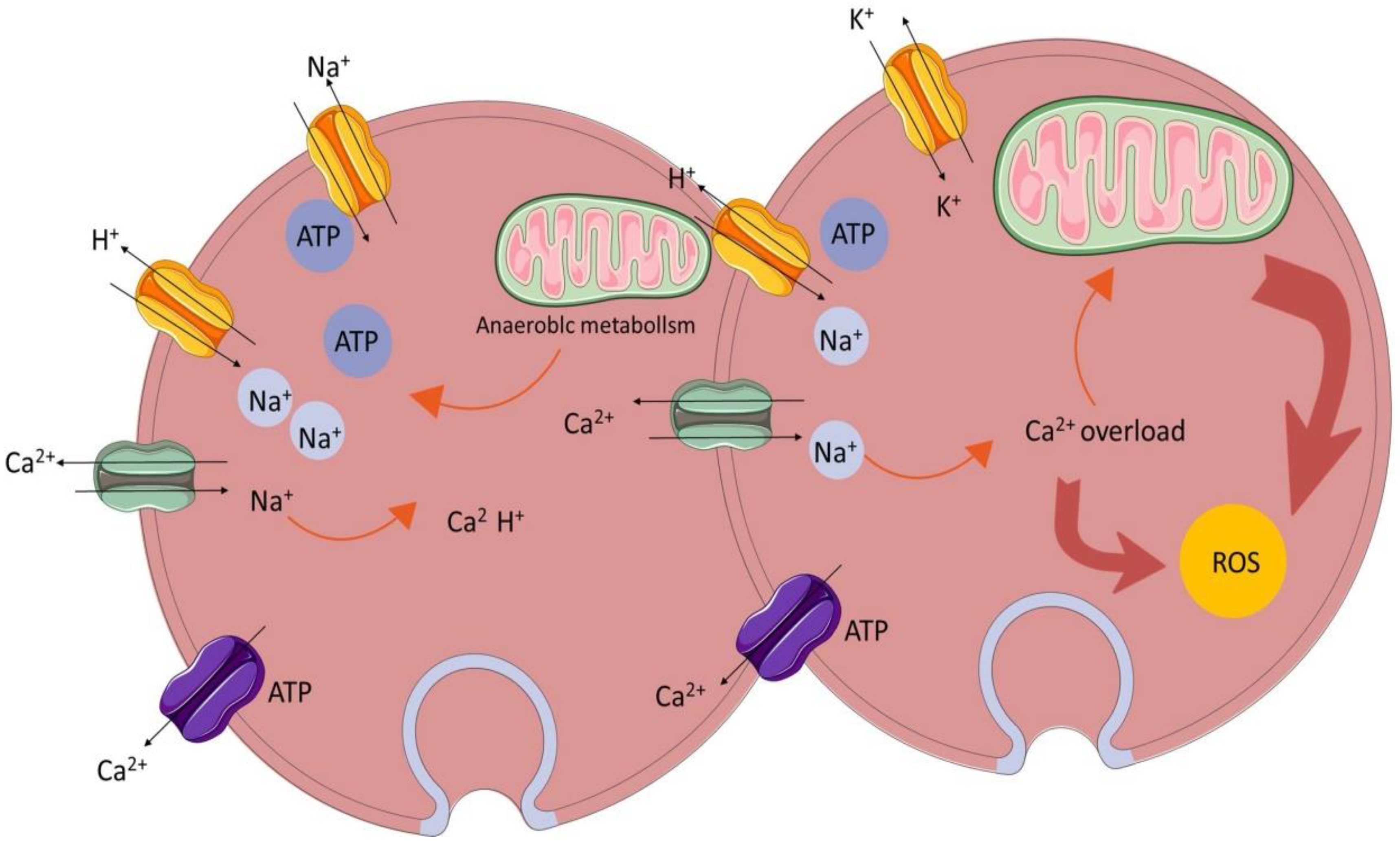 Biomedicines 12 00353 g003