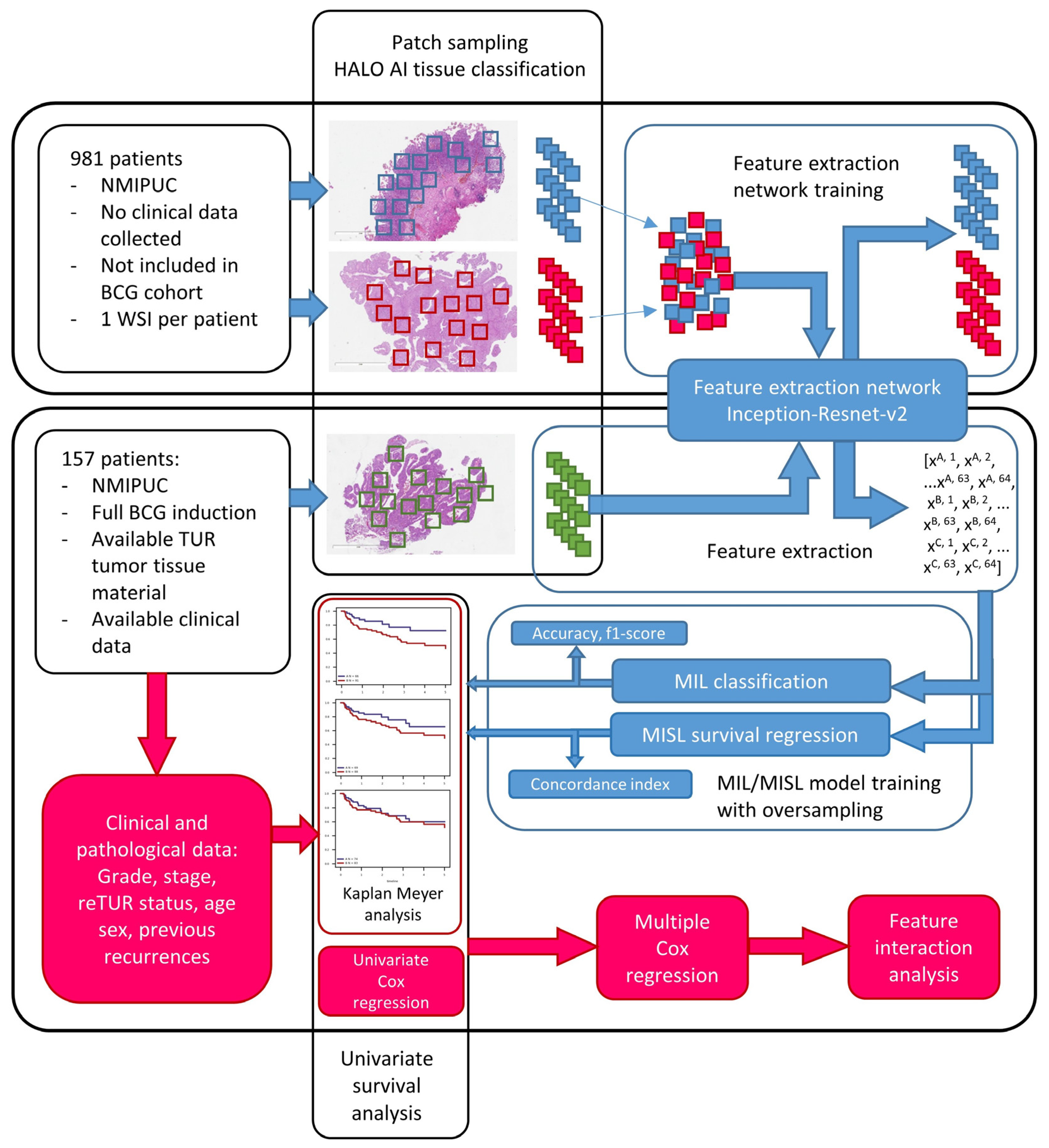 Biomedicines Free Full Text Prediction of Non Muscle Invasive