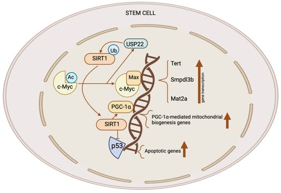 CRISPR/Cas9-mediated inactivation of miR-34a and miR-34b/c in