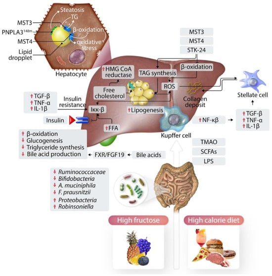 Biomedicines | Free Full-Text | Exploring the Multifaceted Landscape of ...