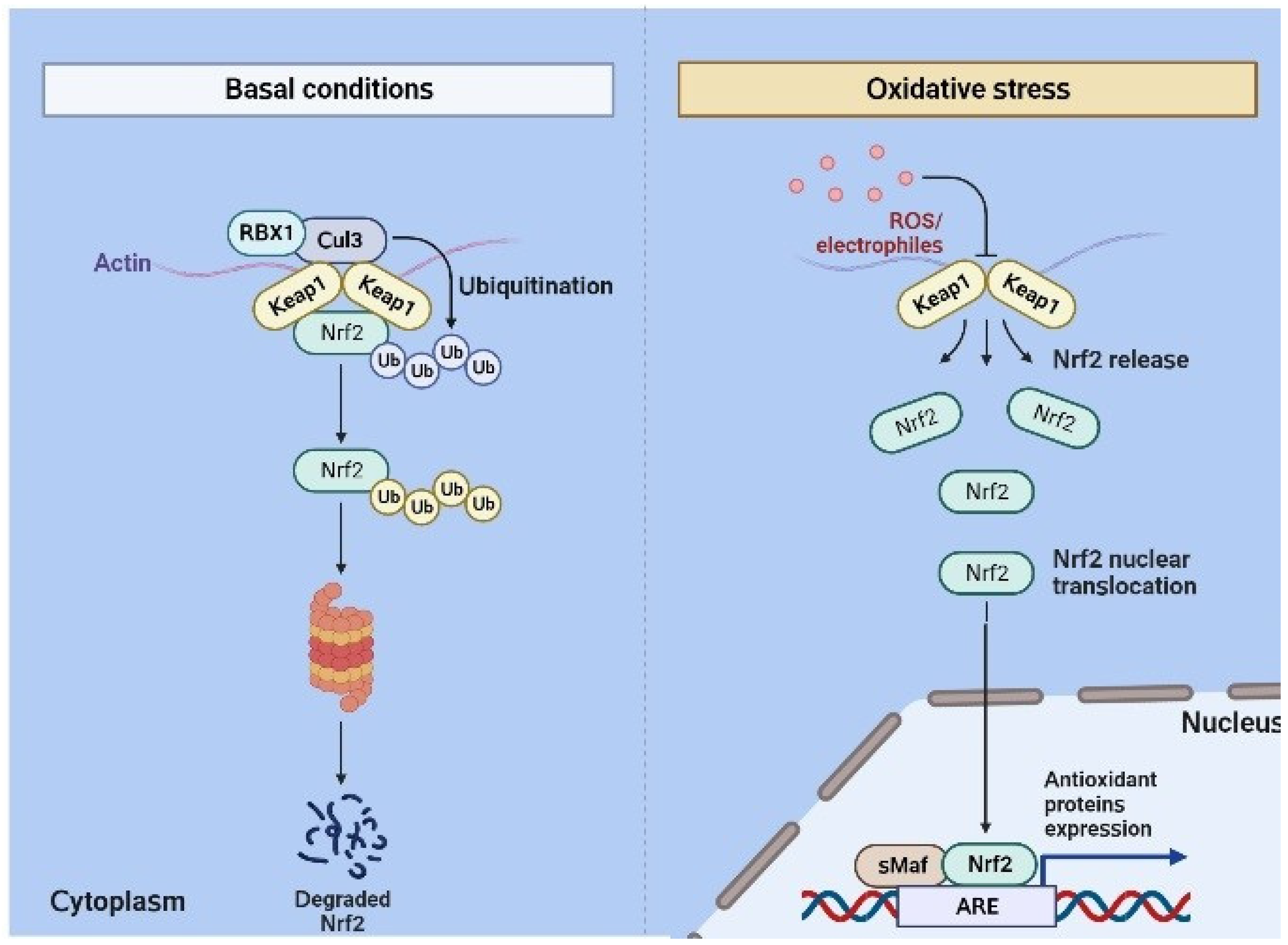 Biomedicines | Free Full-Text | Advances in Nrf2 Signaling Pathway 