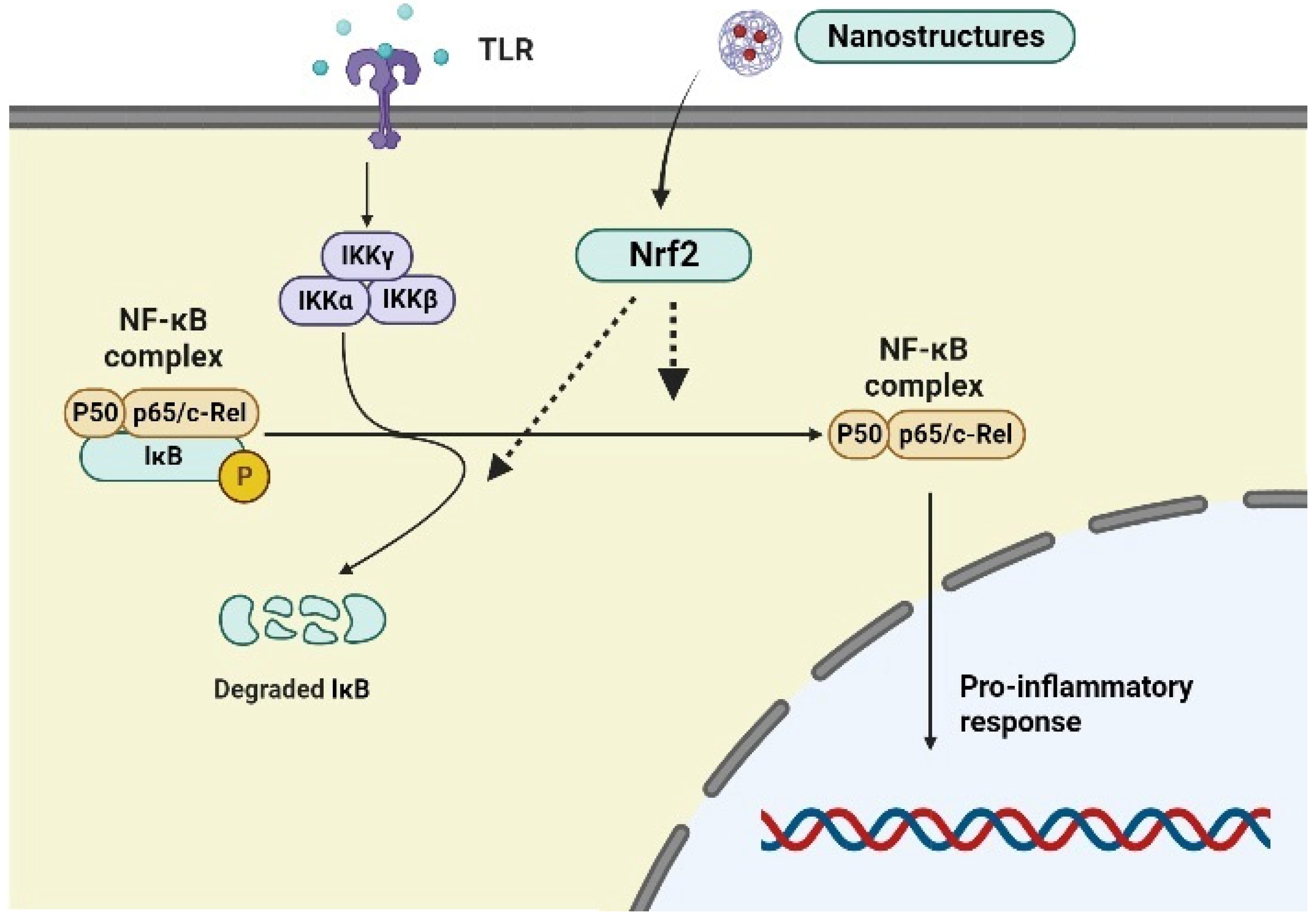 Biomedicines | Free Full-Text | Advances in Nrf2 Signaling Pathway 