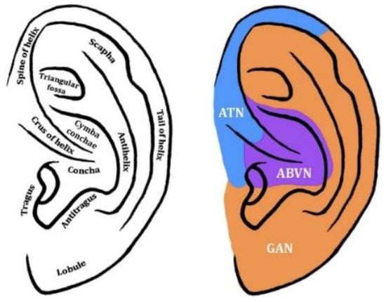 Biomedicines | Free Full-Text | Transcutaneous Auricular Vagus Nerve ...