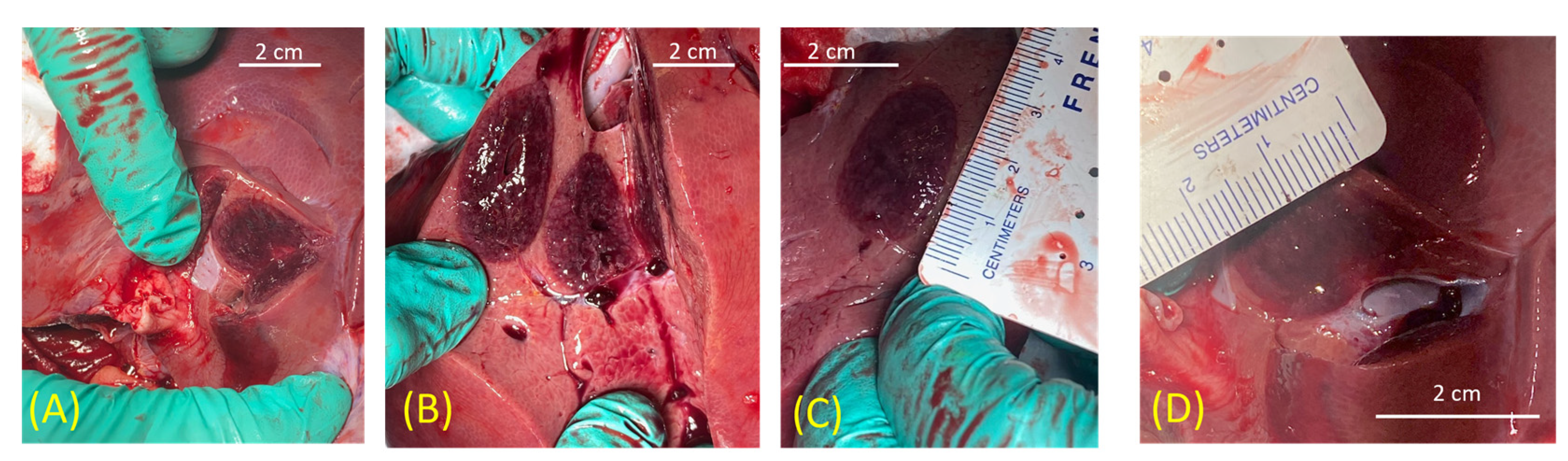 Biomedicines 12 00507 g006