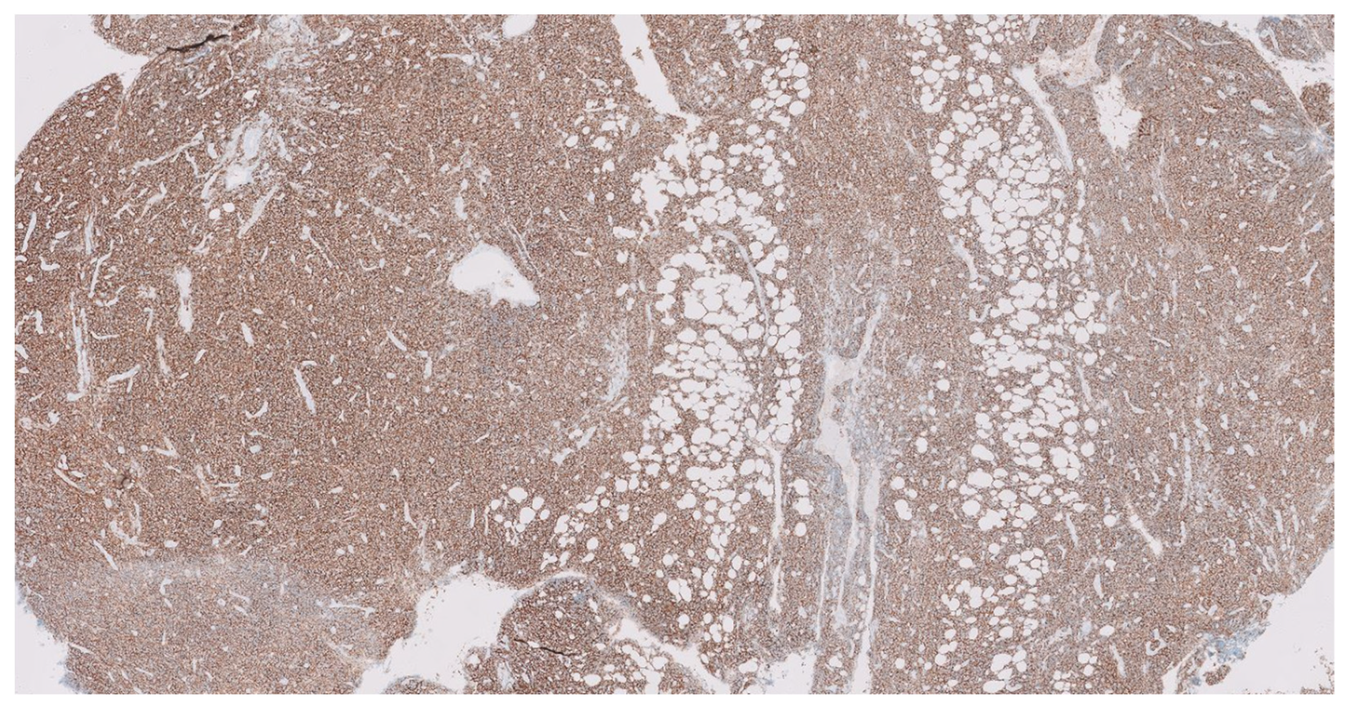 Biomedicines 12 00512 g002