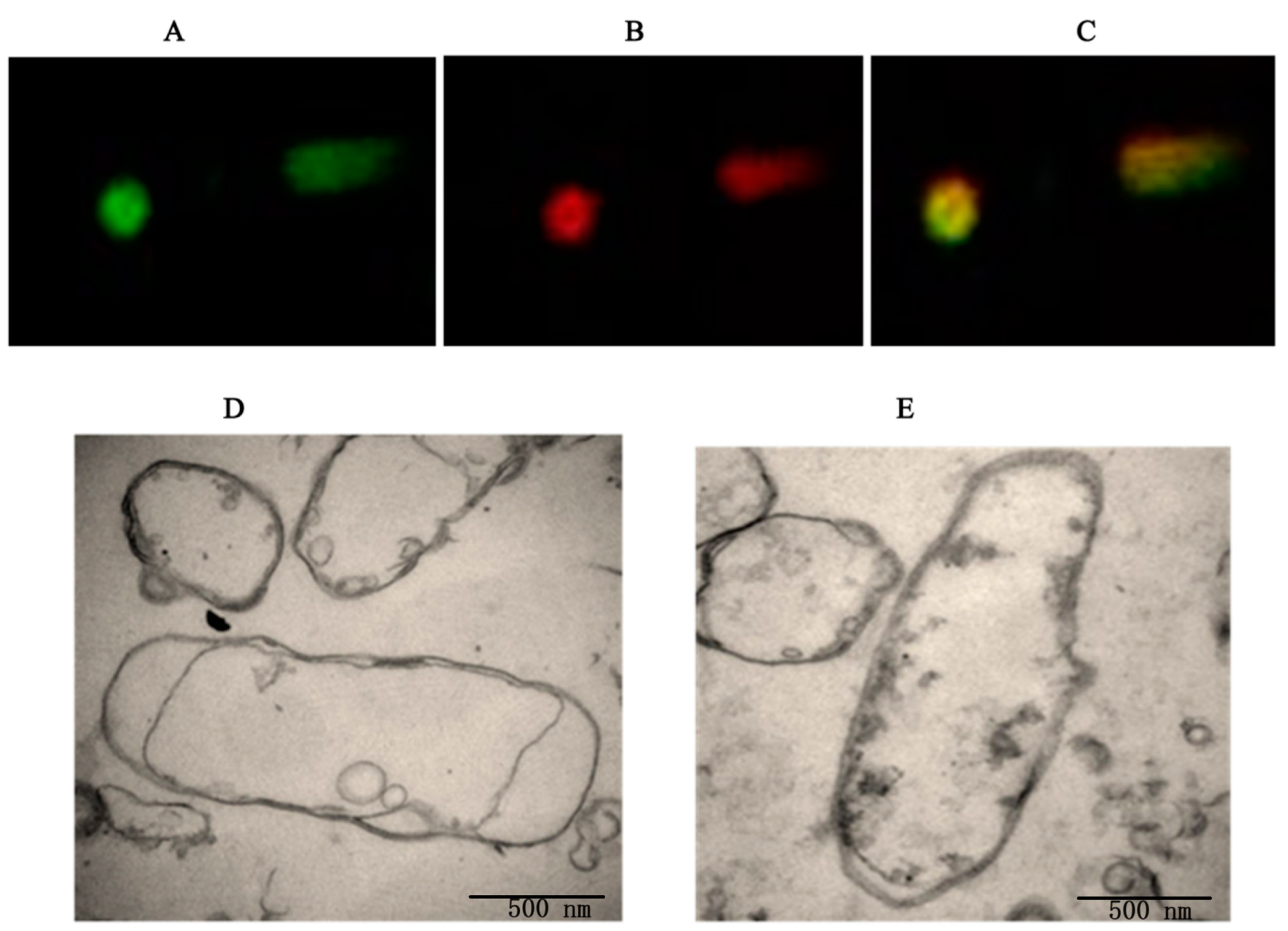Biomedicines 12 00525 g003