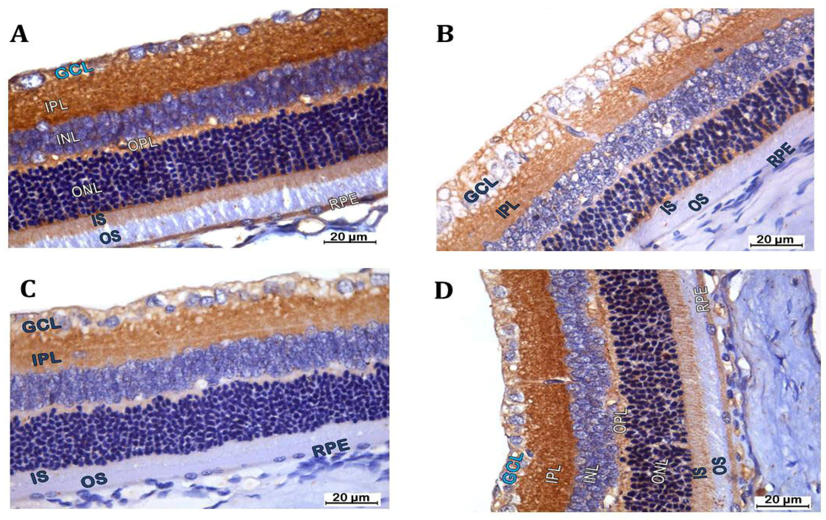 Biomedicines 12 00552 g008a Biomedicines 12 00552 g008a