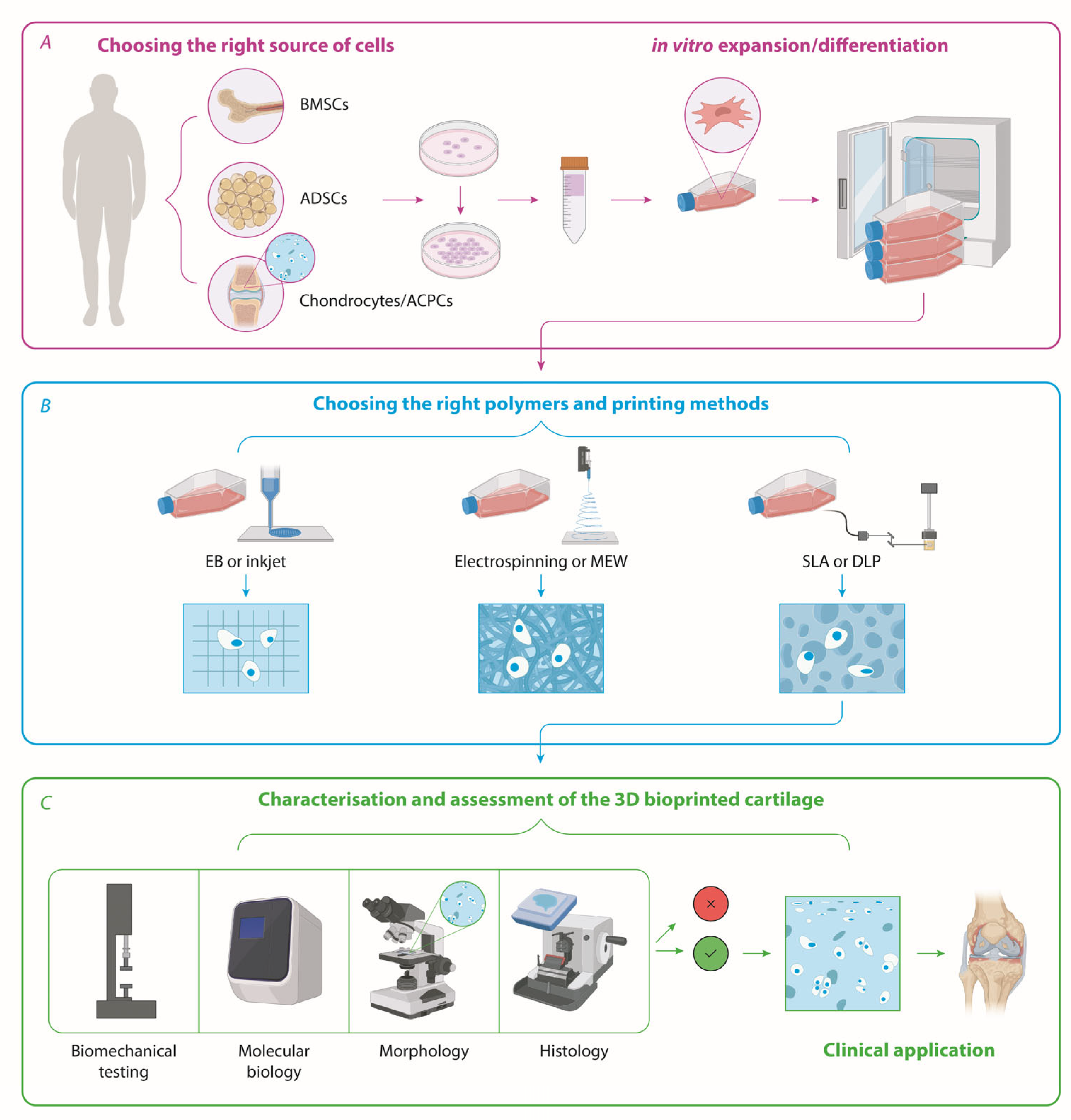 Biomedicines 12 00665 g003