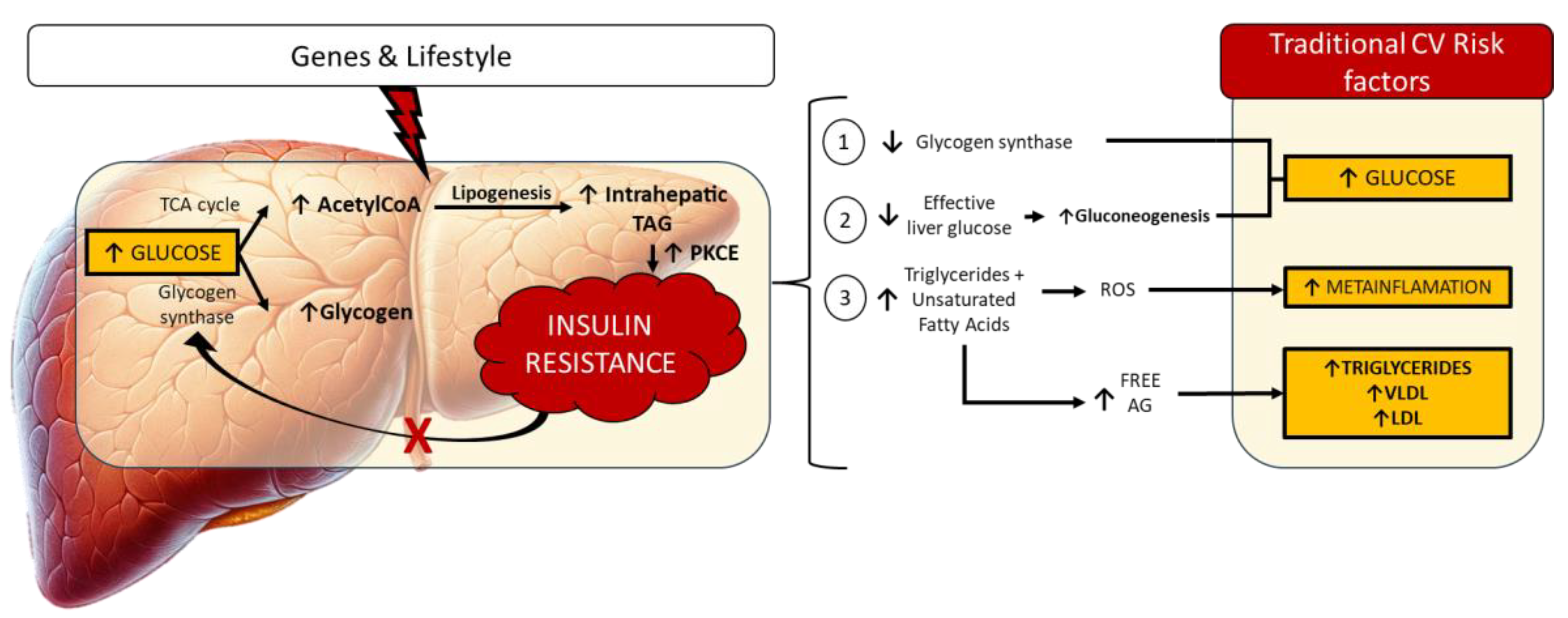 Biomedicines Free Full Text Bridging Metabolic Associated