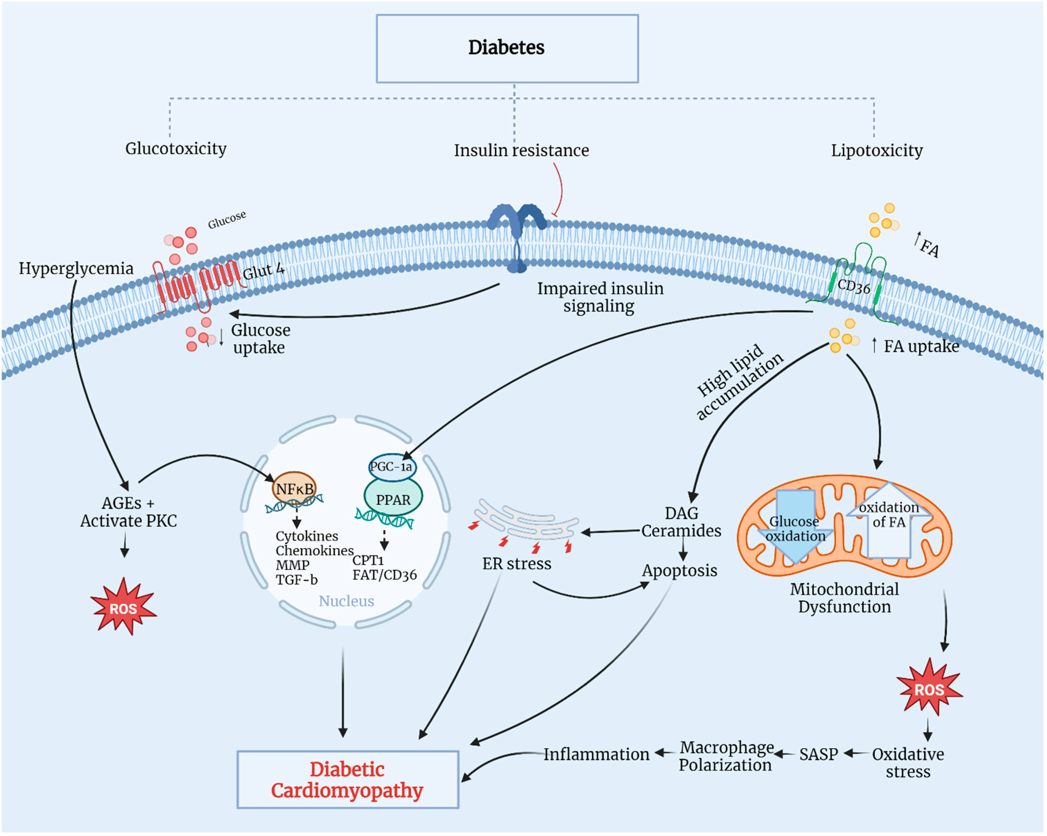 Biomedicines 12 00759 g002 Biomedicines 12 00759 g002