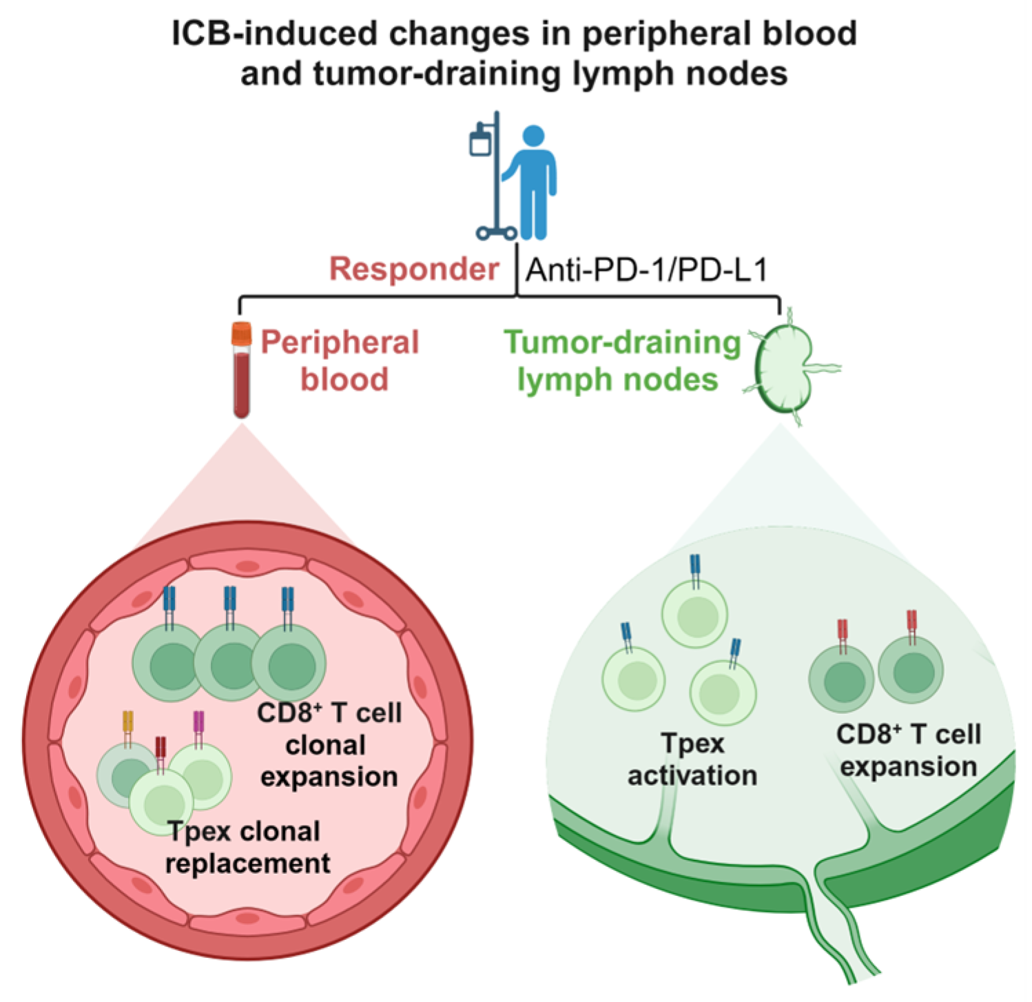 Biomedicines 12 00764 g002