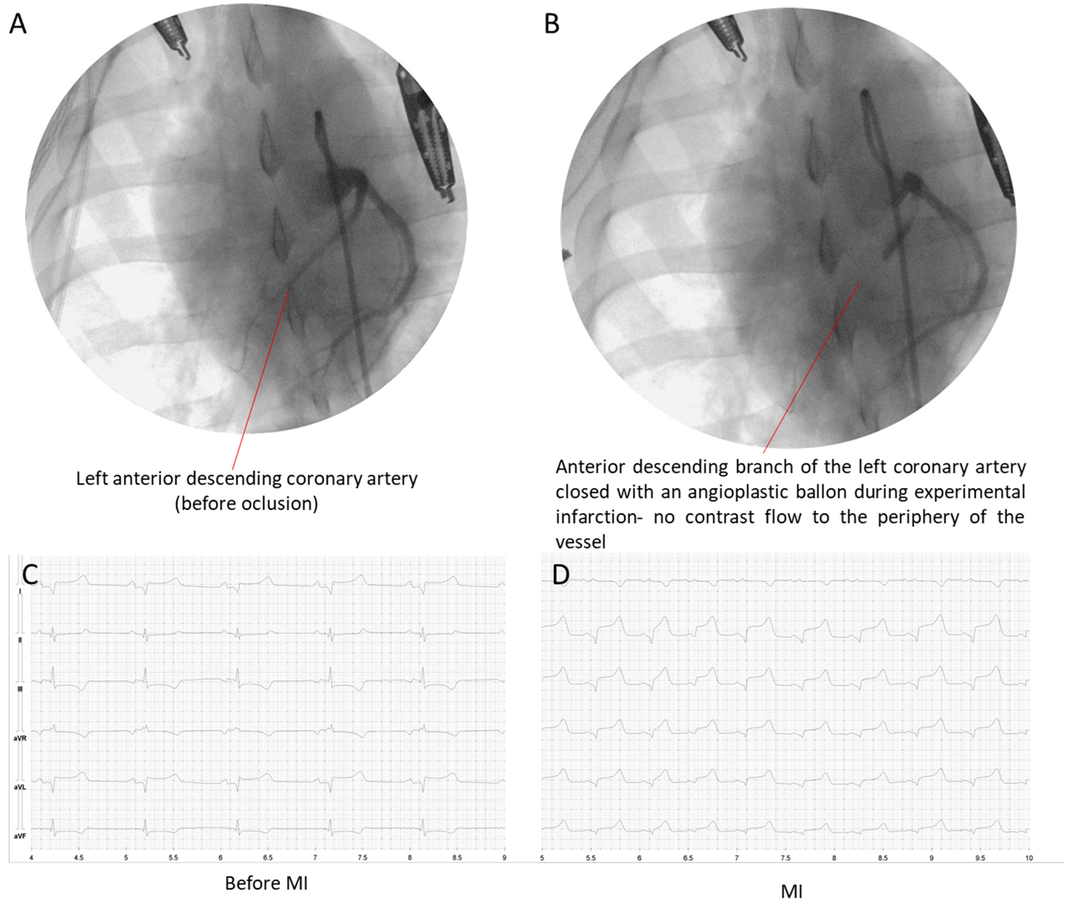 Biomedicines 12 00784 g001