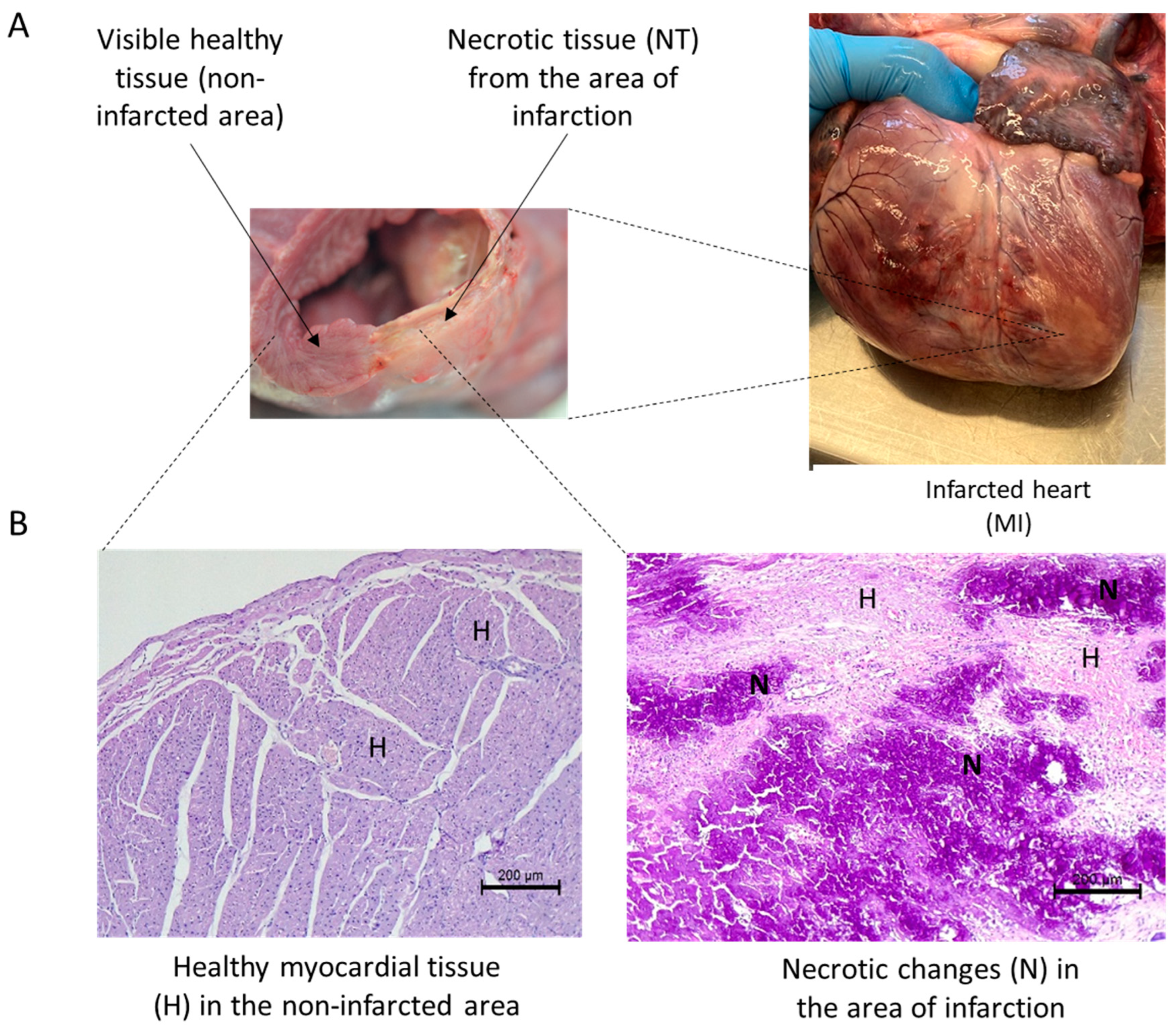 Biomedicines 12 00784 g002