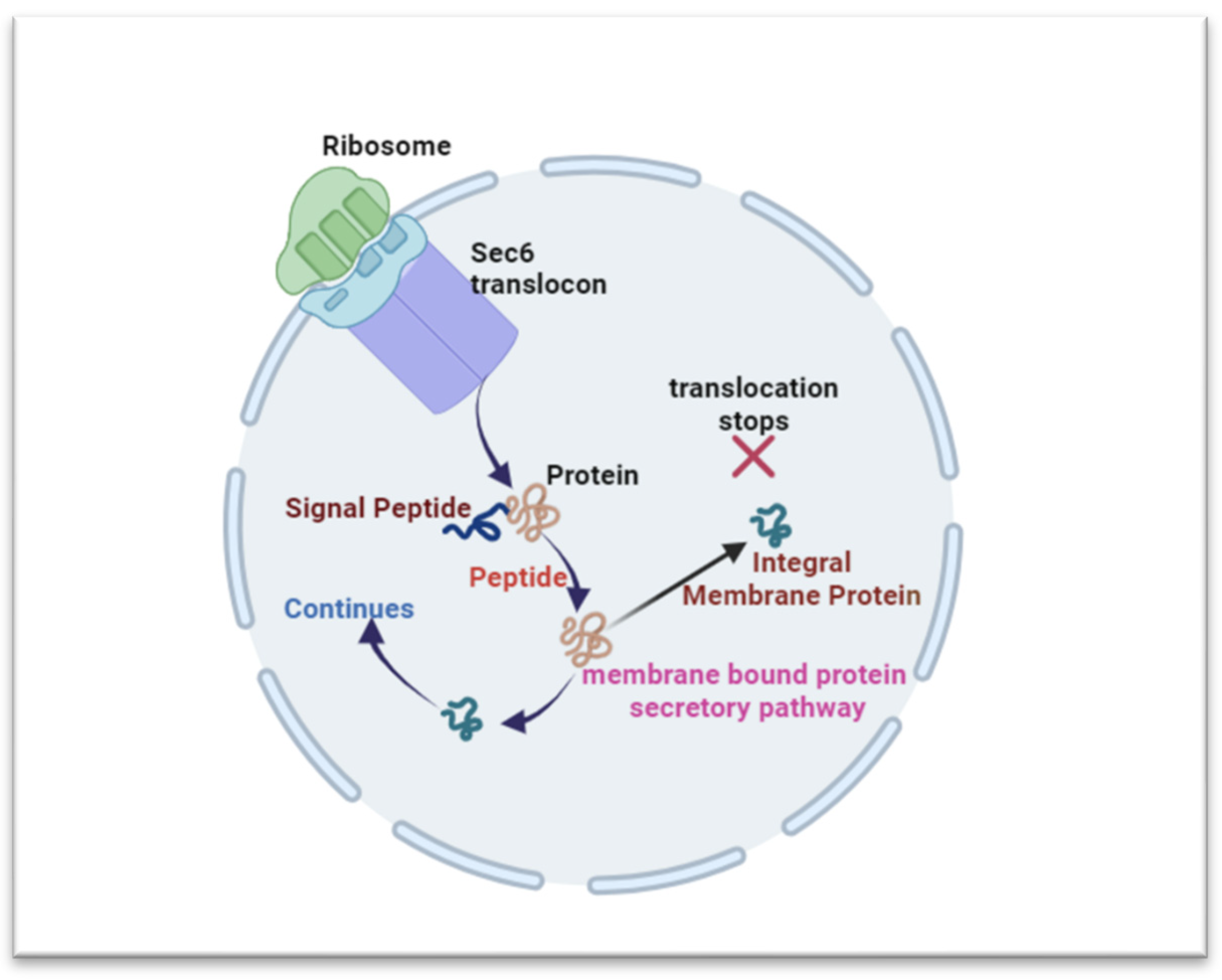Biomedicines 12 00793 g003