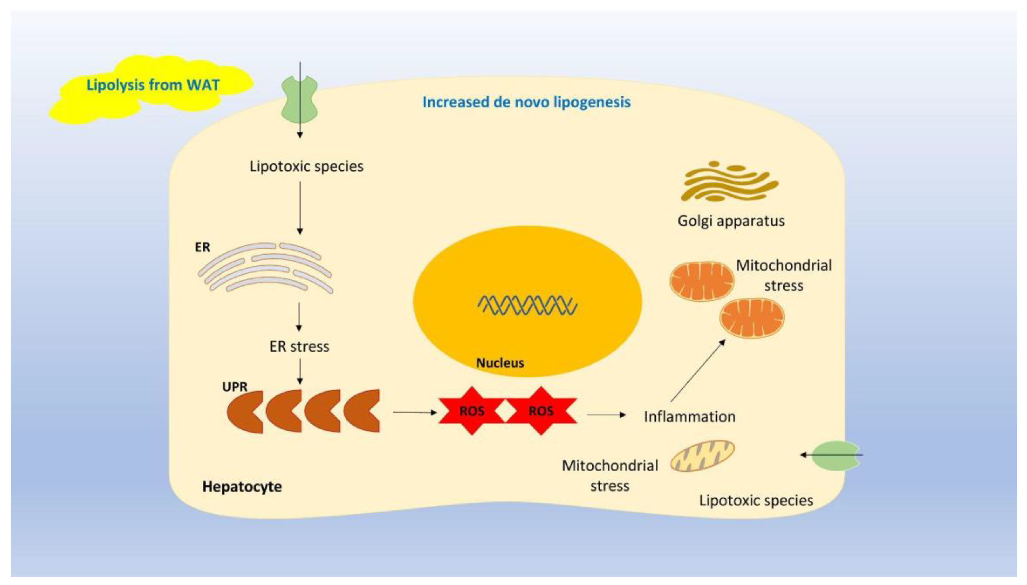Biomedicines 12 00826 g001