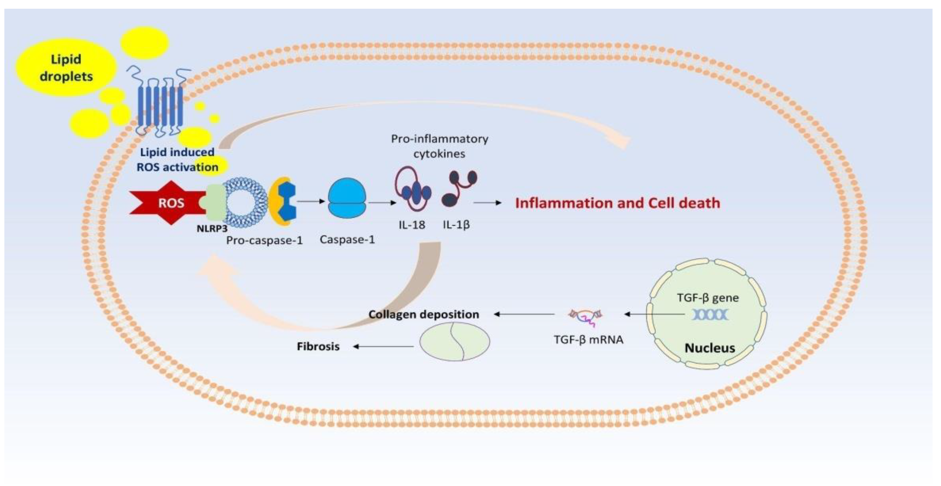 Biomedicines 12 00826 g002
