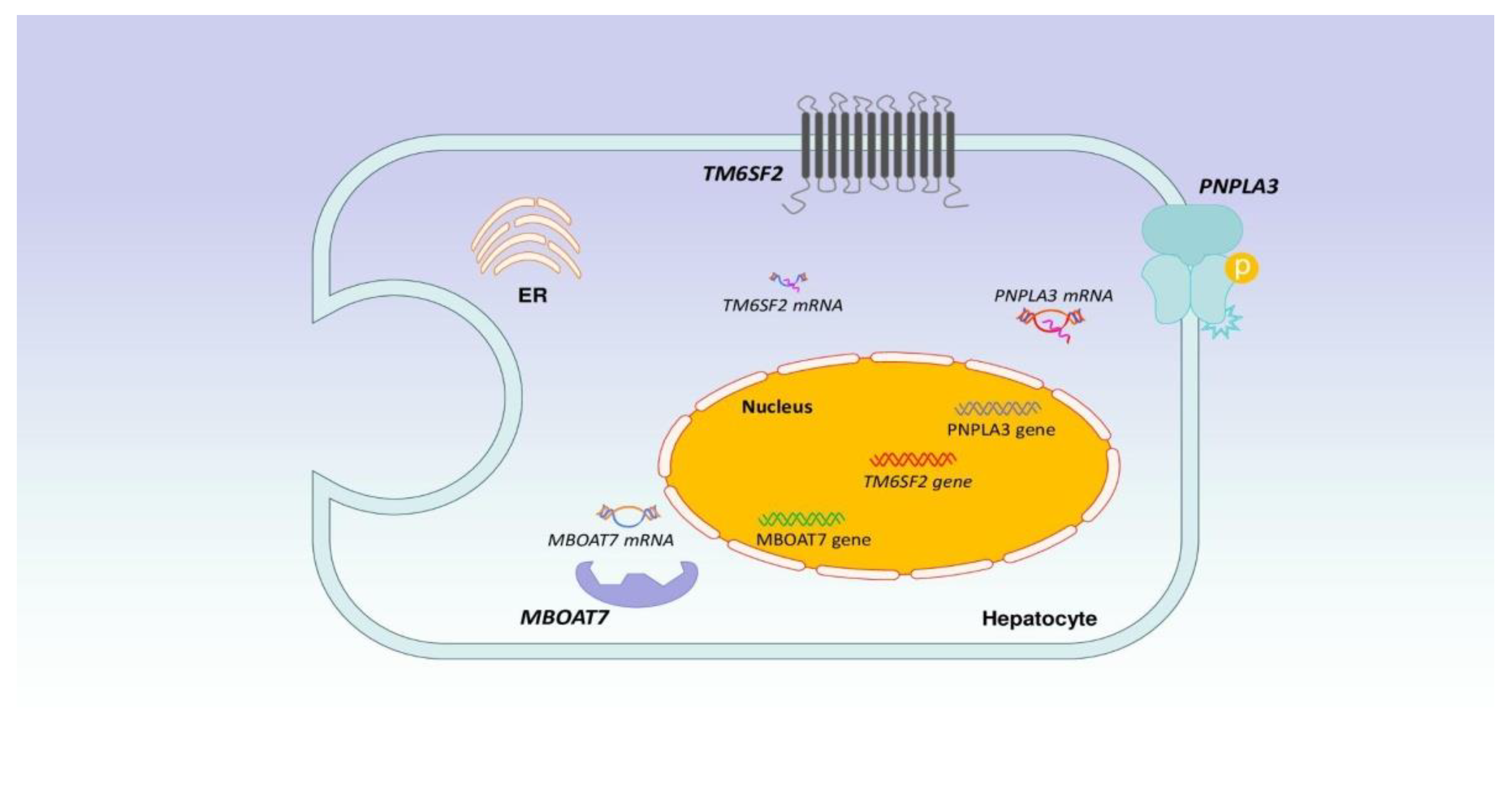 Biomedicines 12 00826 g003