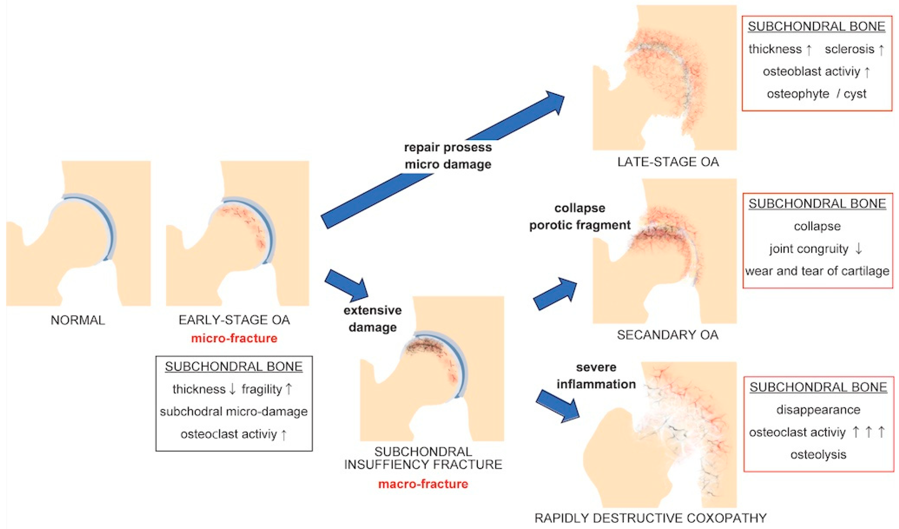 Biomedicines 12 00843 g001