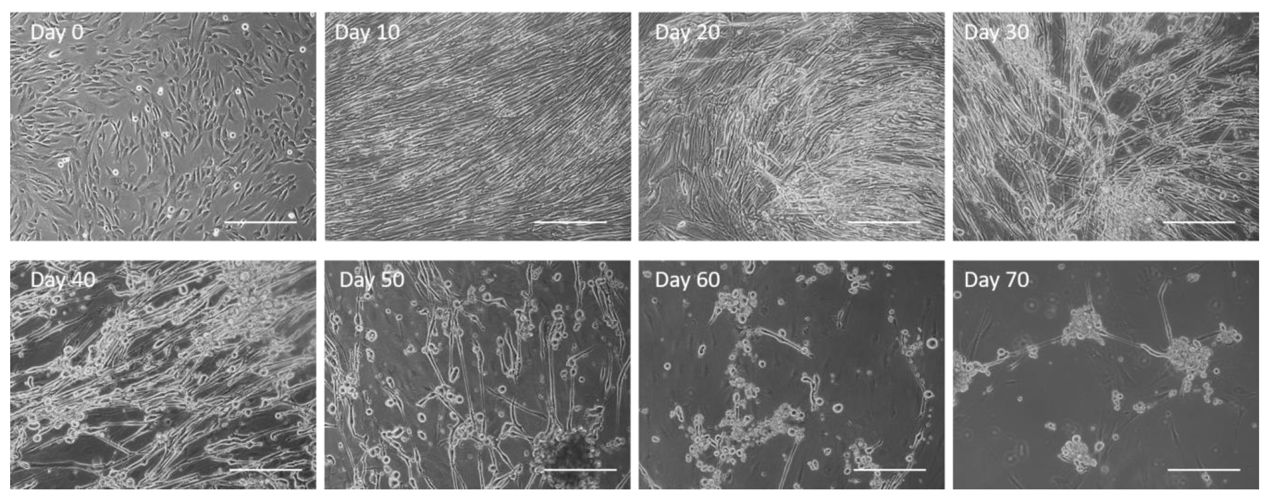 Biomedicines 12 00856 g001
