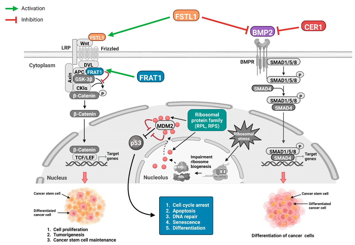 Biomedicines 12 00858 g006