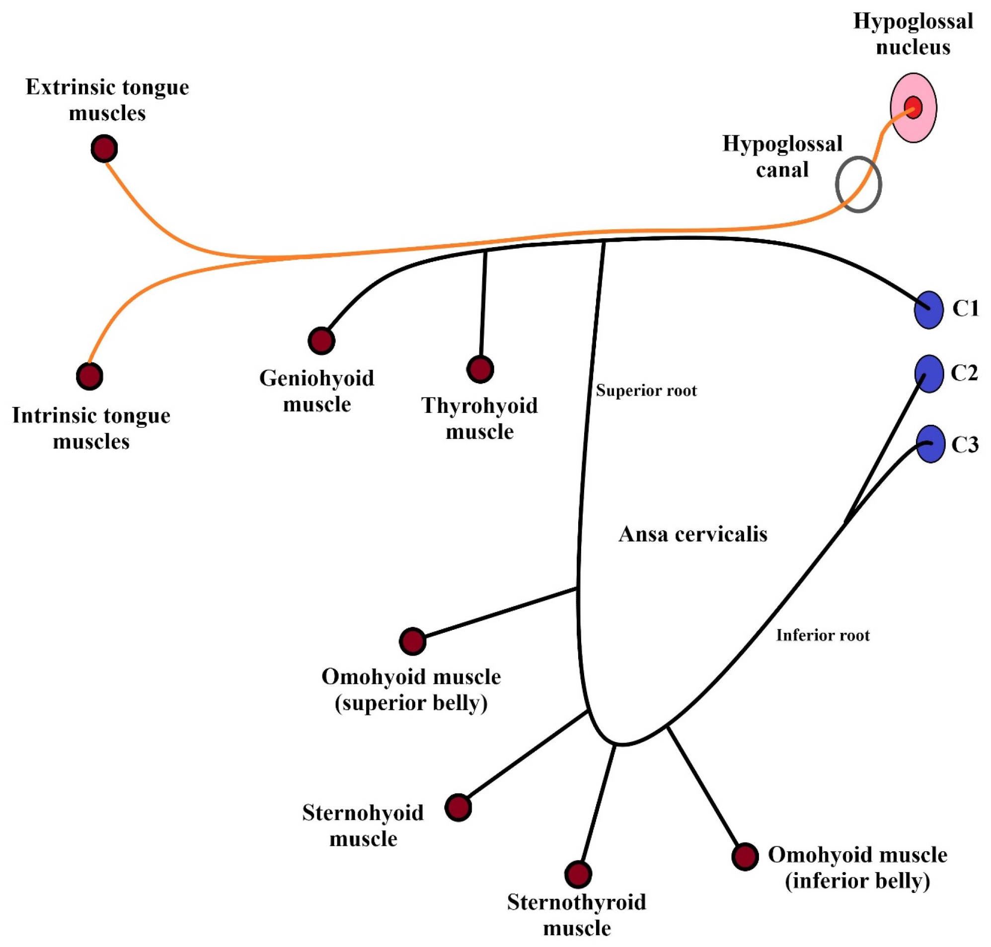 Biomedicines 12 00864 g001 Biomedicines 12 00864 g001
