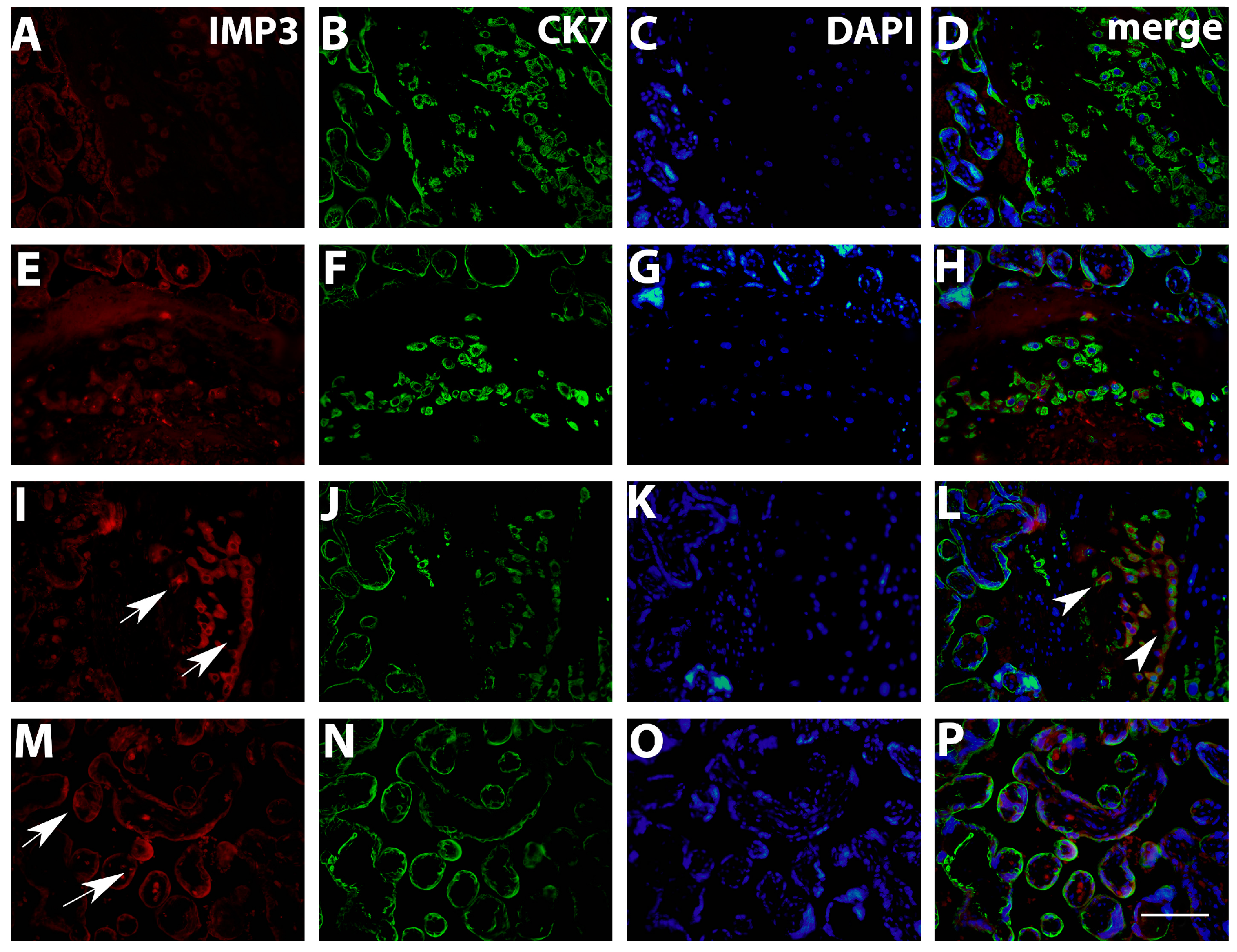 Biomedicines 12 00879 g003