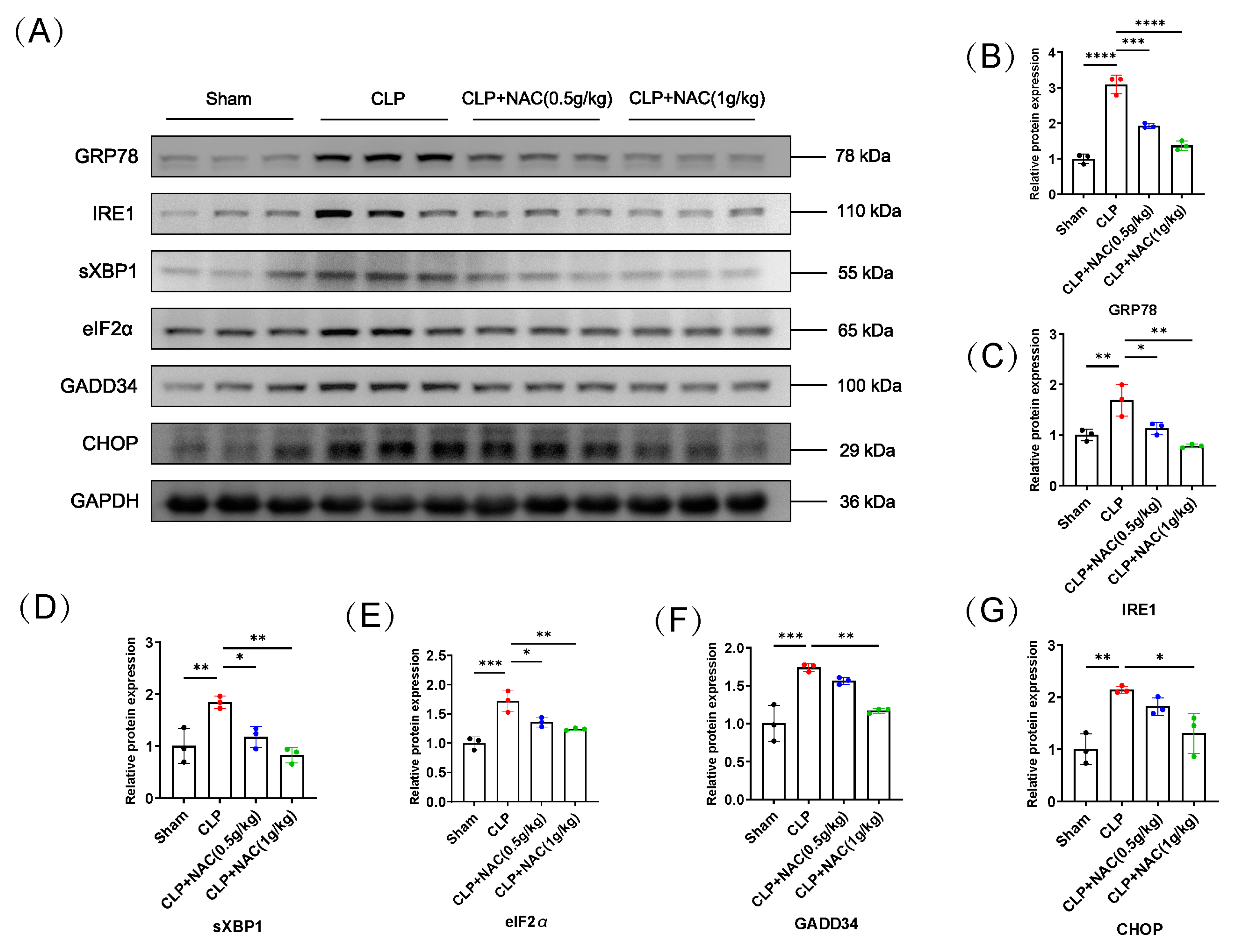 Biomedicines 12 00902 g003a Biomedicines 12 00902 g003a