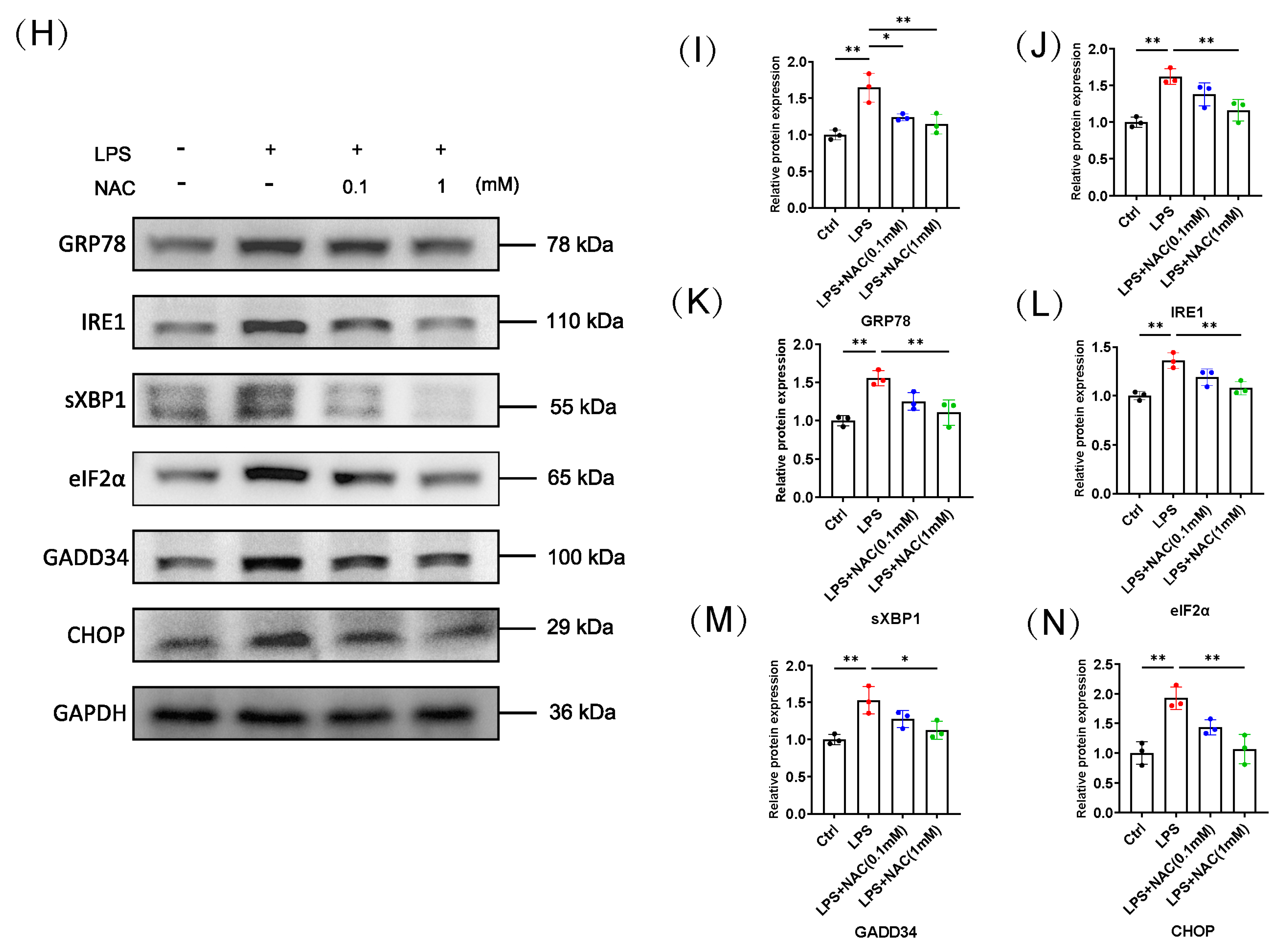 Biomedicines 12 00902 g003b Biomedicines 12 00902 g003b