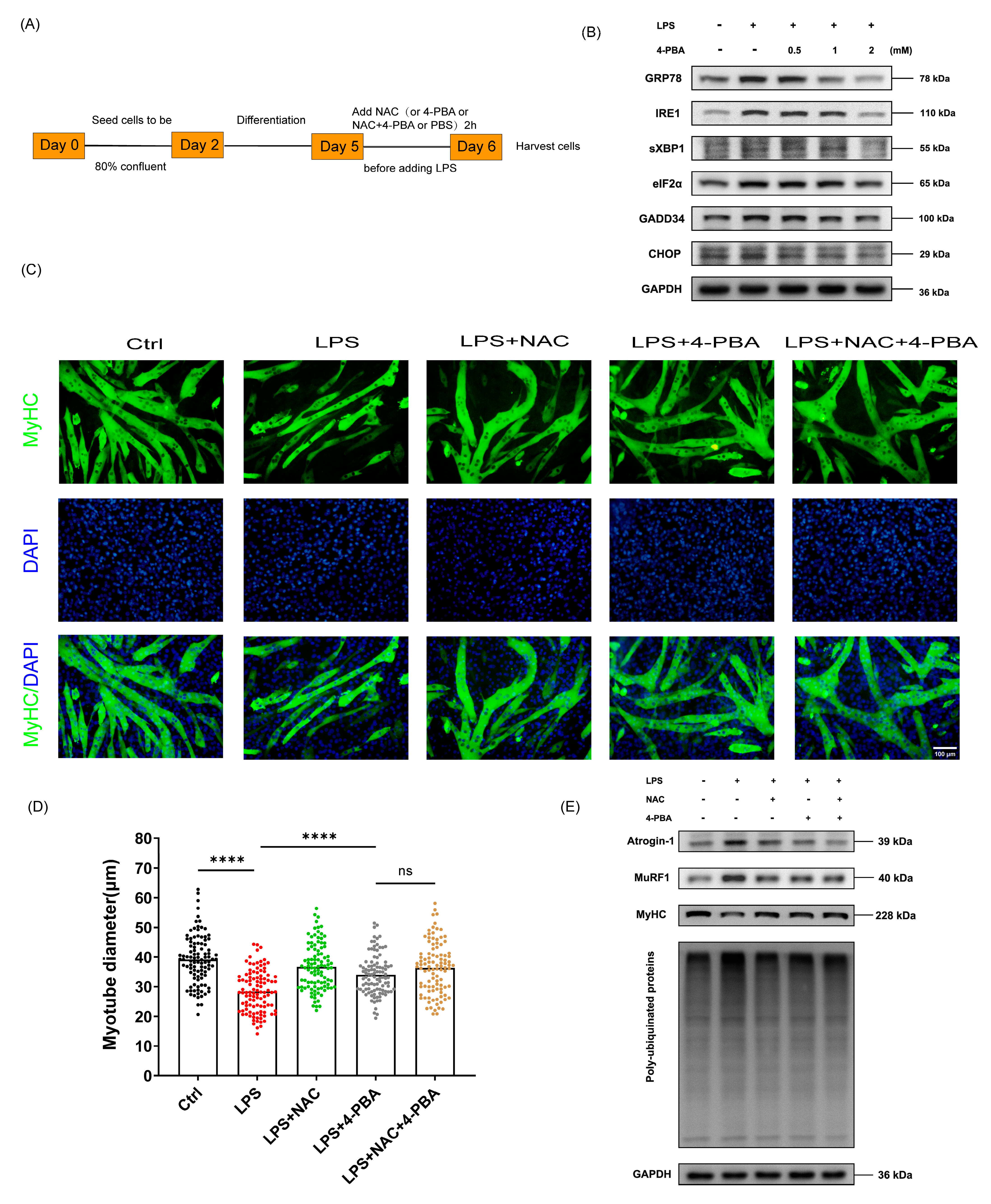 Biomedicines 12 00902 g004a Biomedicines 12 00902 g004a
