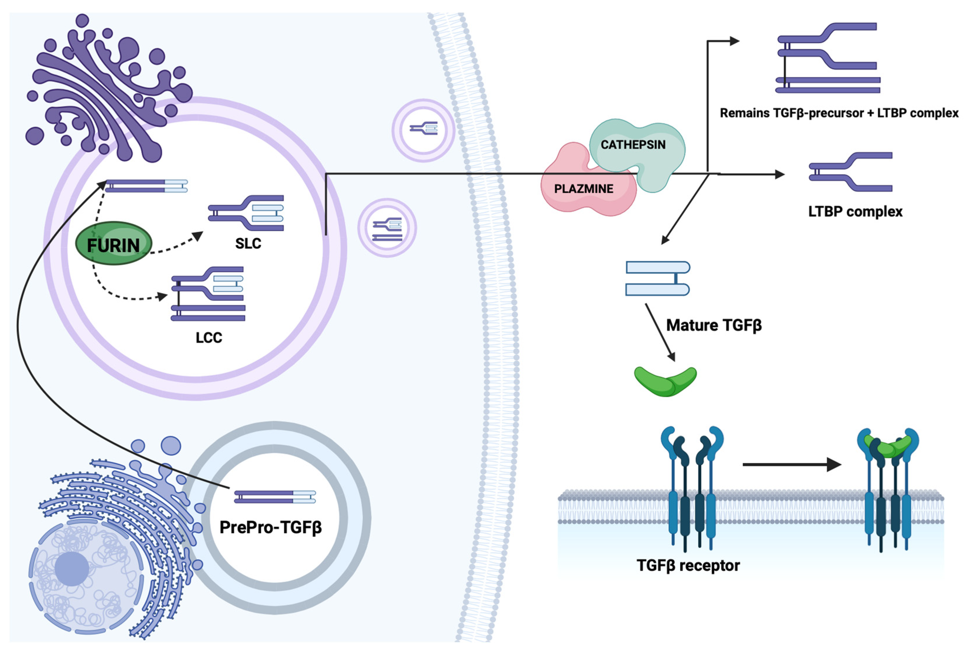 Biomedicines 12 00925 g001 Biomedicines 12 00925 g001