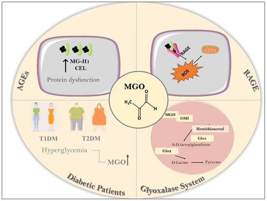 Biomedicines | Free Full-Text | Methylglyoxal and Advanced Glycation ...