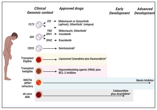 Transplant Eligible and Ineligible Elderly Patients with AML mdash  