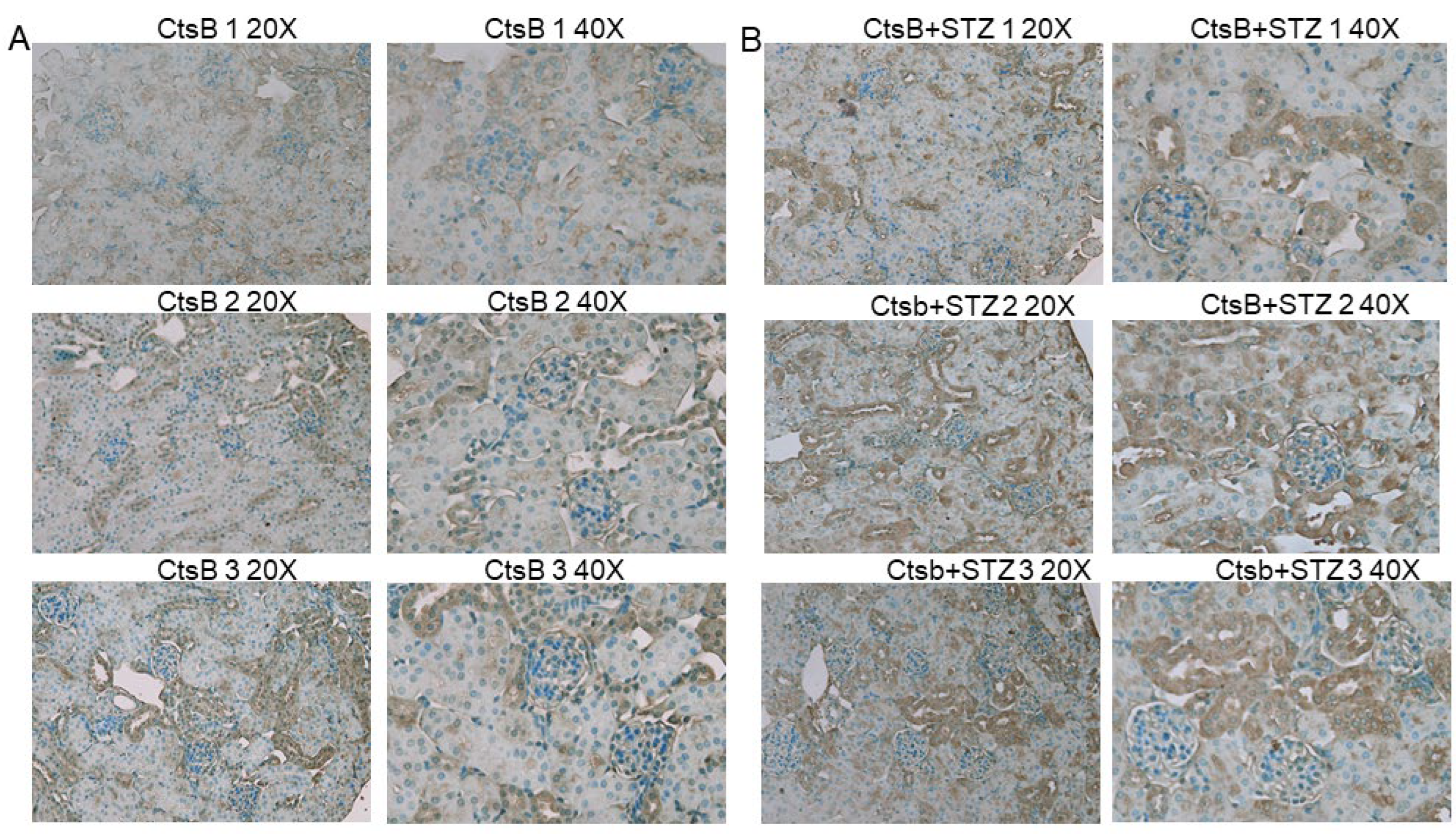 Biomedicines 12 01038 g004