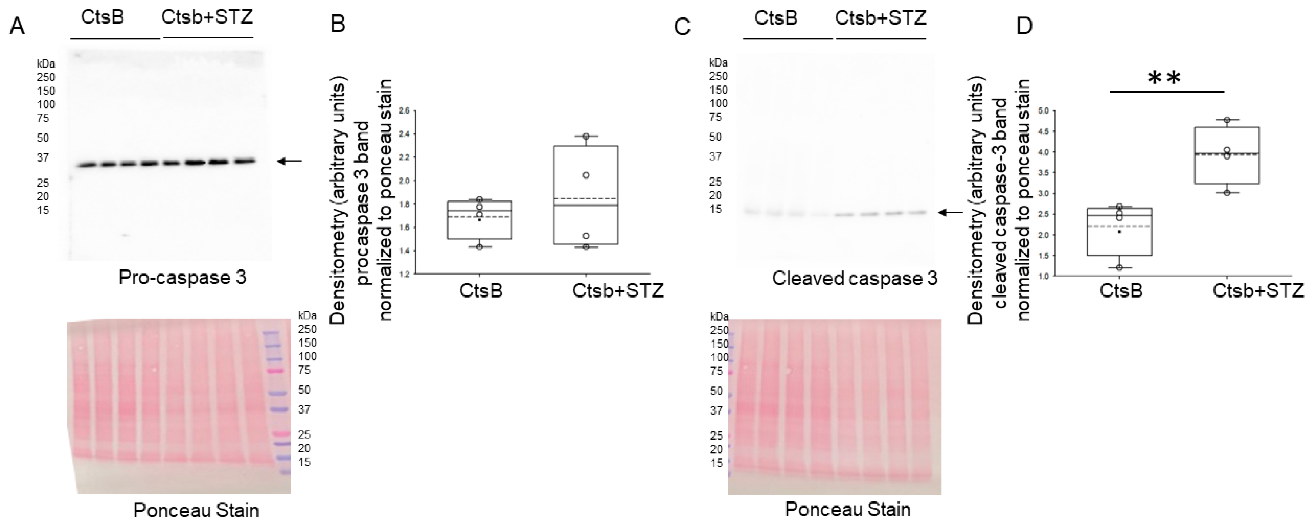 Biomedicines 12 01038 g007