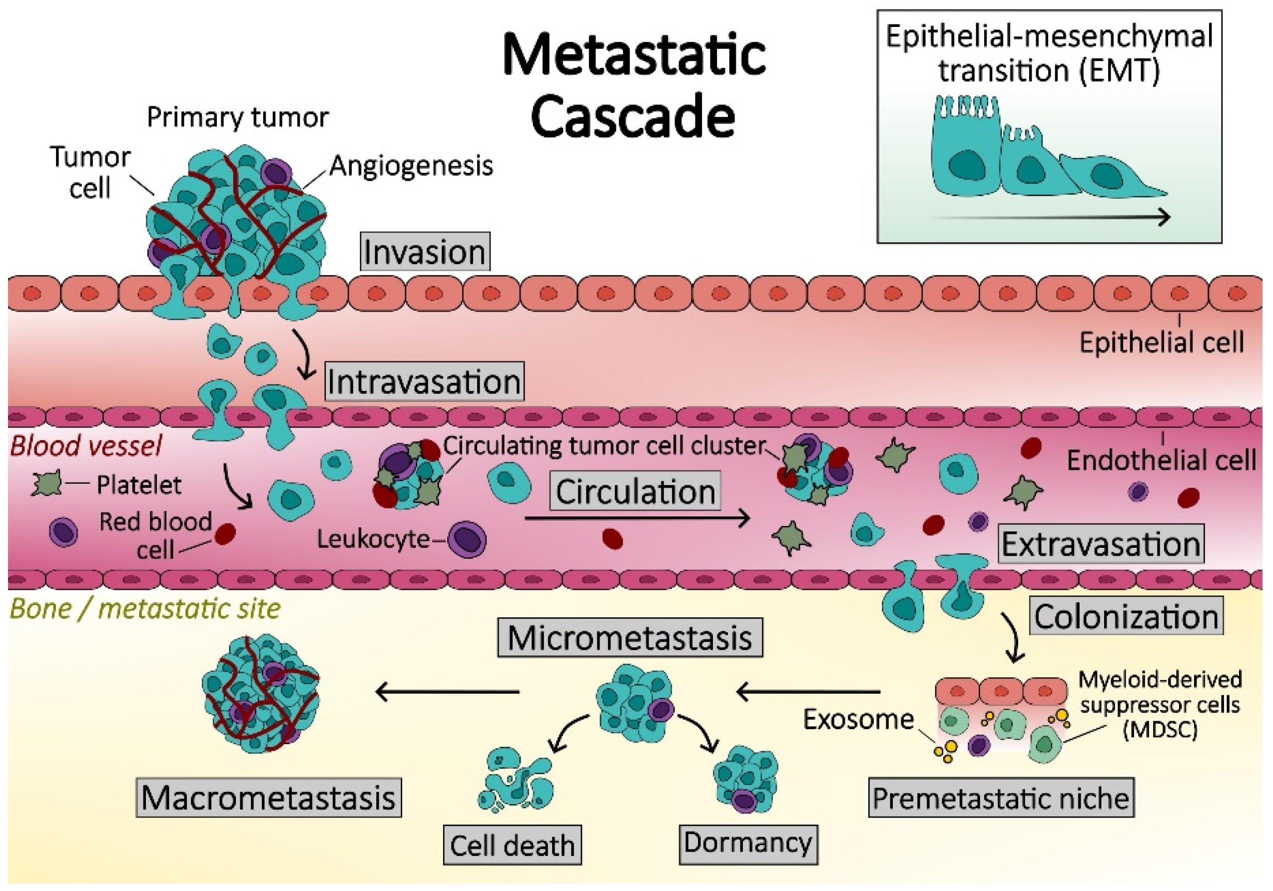 Biomedicines 12 01075 g002 Biomedicines 12 01075 g002