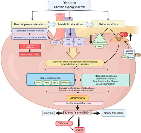 Biomedicines | Free Full-Text | Diabetes and Renal Complications: An ...