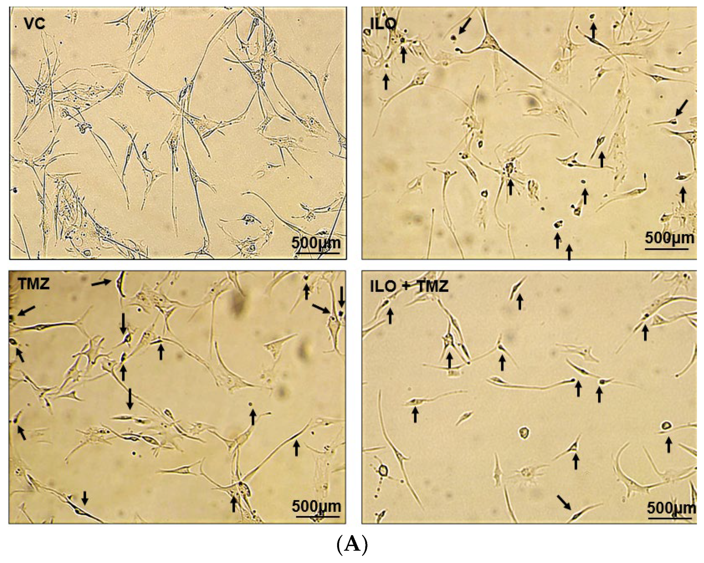 Biomedicines 12 01134 g002a Biomedicines 12 01134 g002a