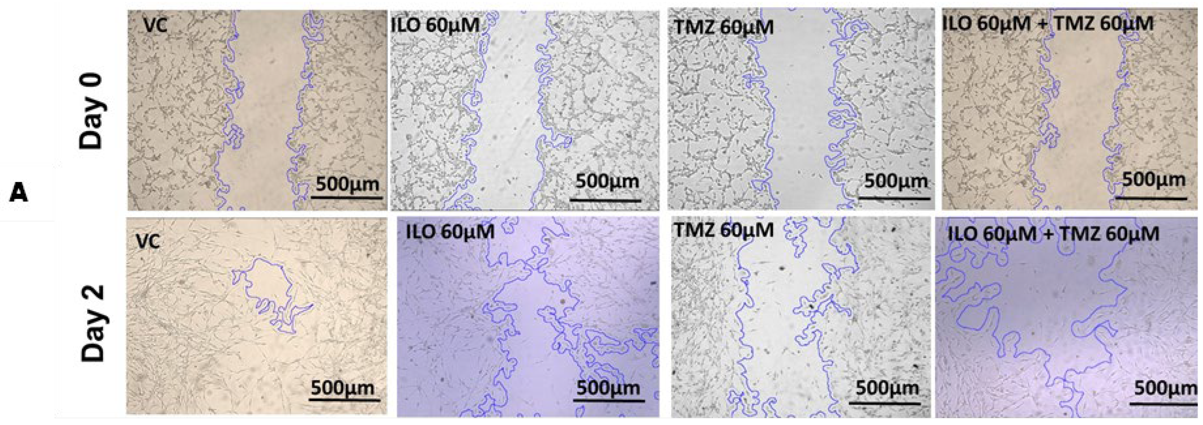 Biomedicines 12 01134 g003a Biomedicines 12 01134 g003a