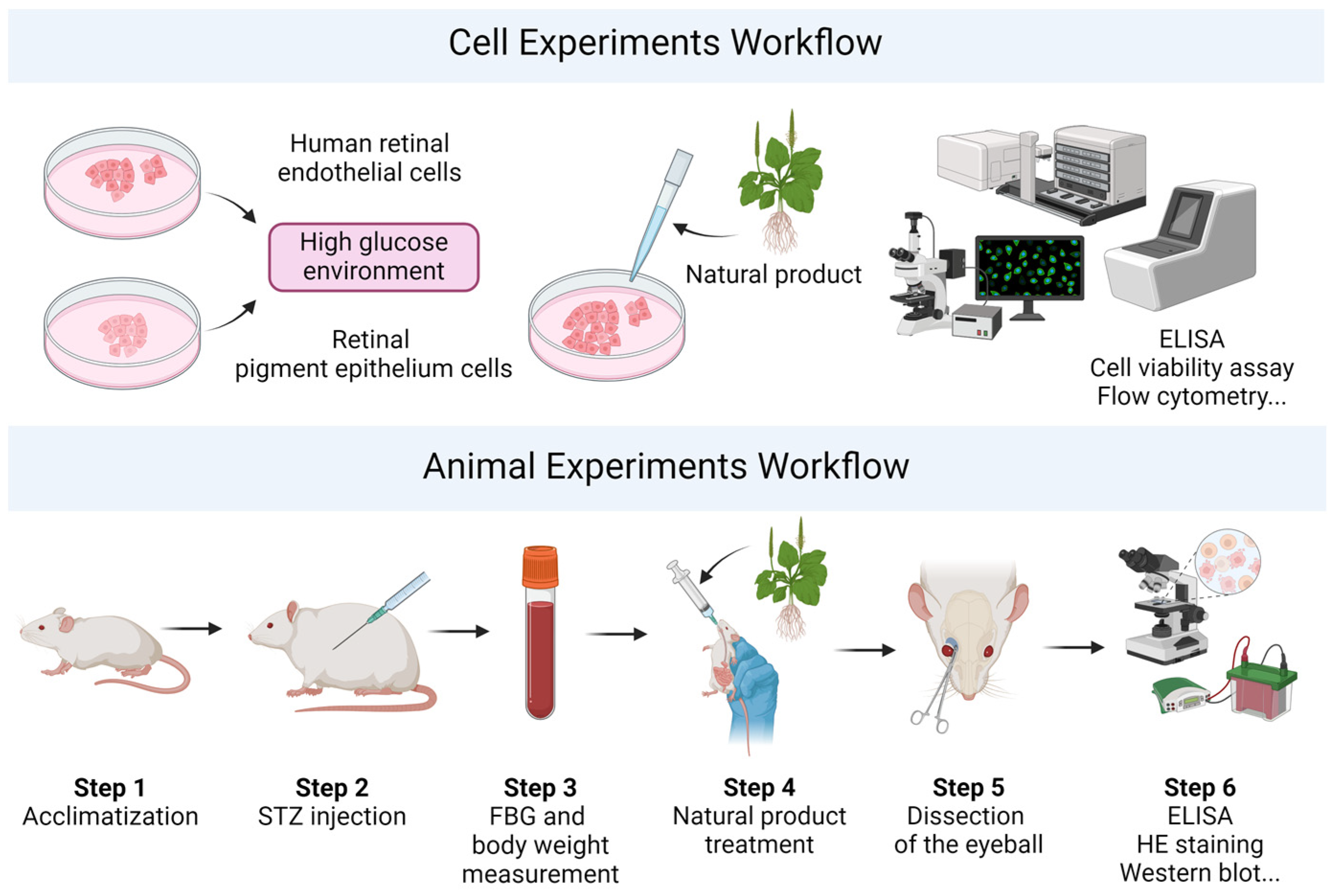 Biomedicines 12 01138 g003