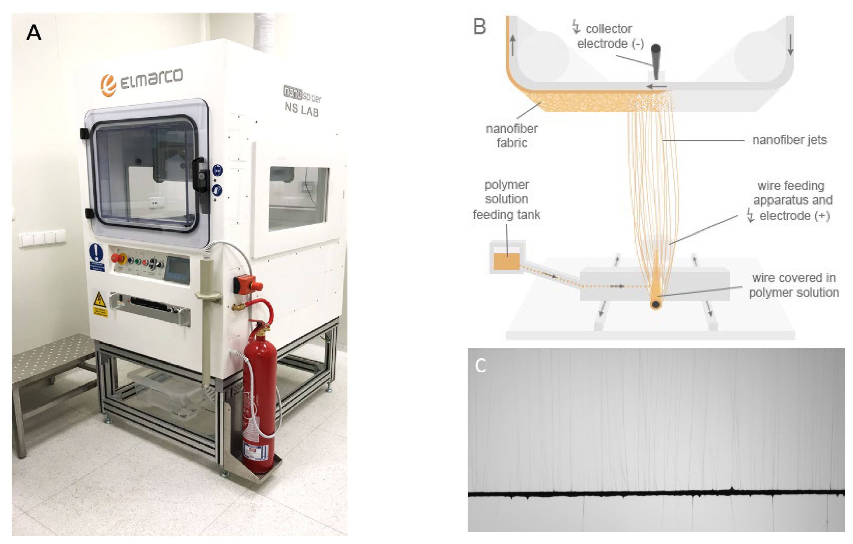 Biomedicines 12 01155 g001